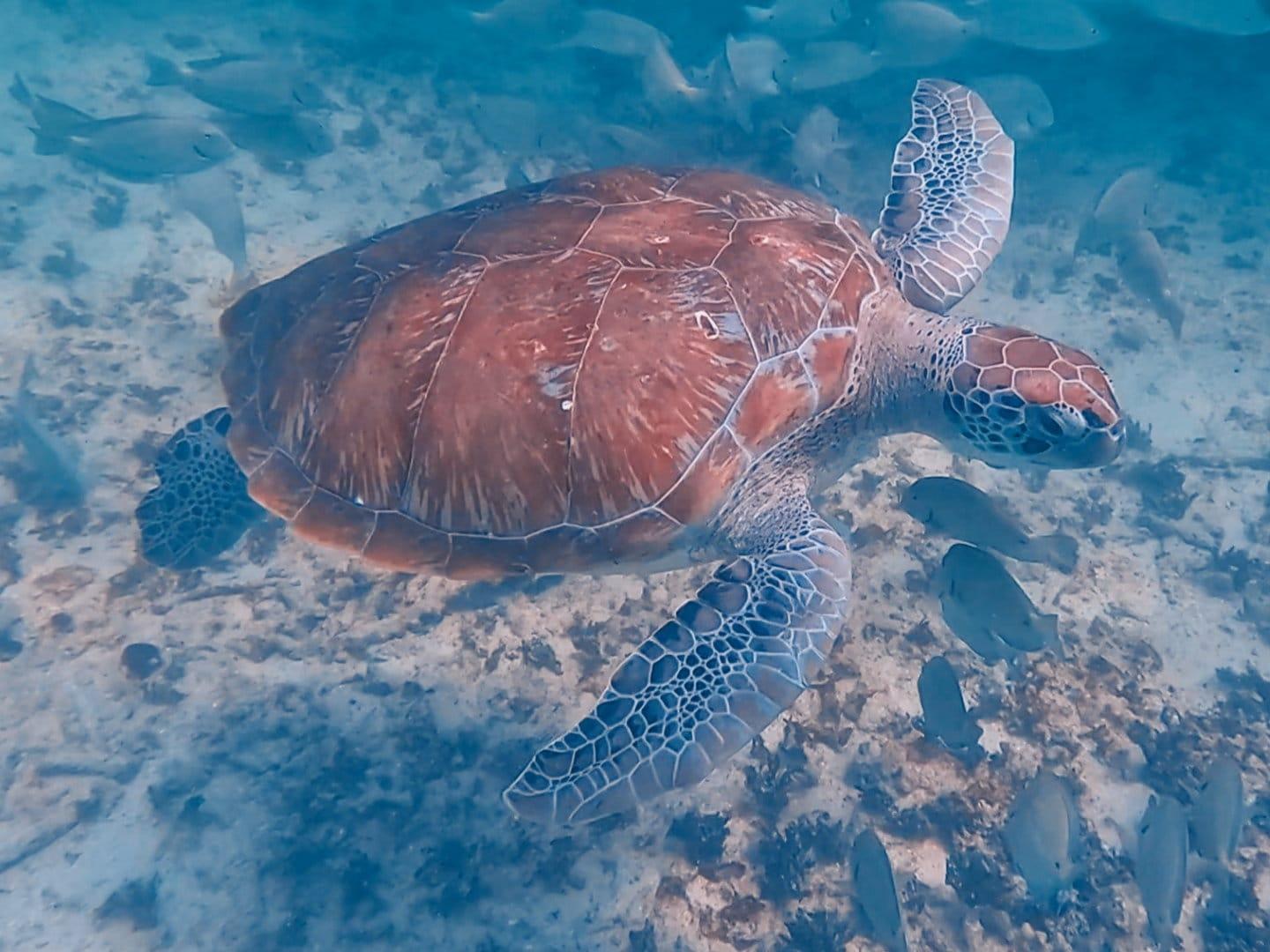 Tulum Reef Snorkeling: Two Sites in Two Hours