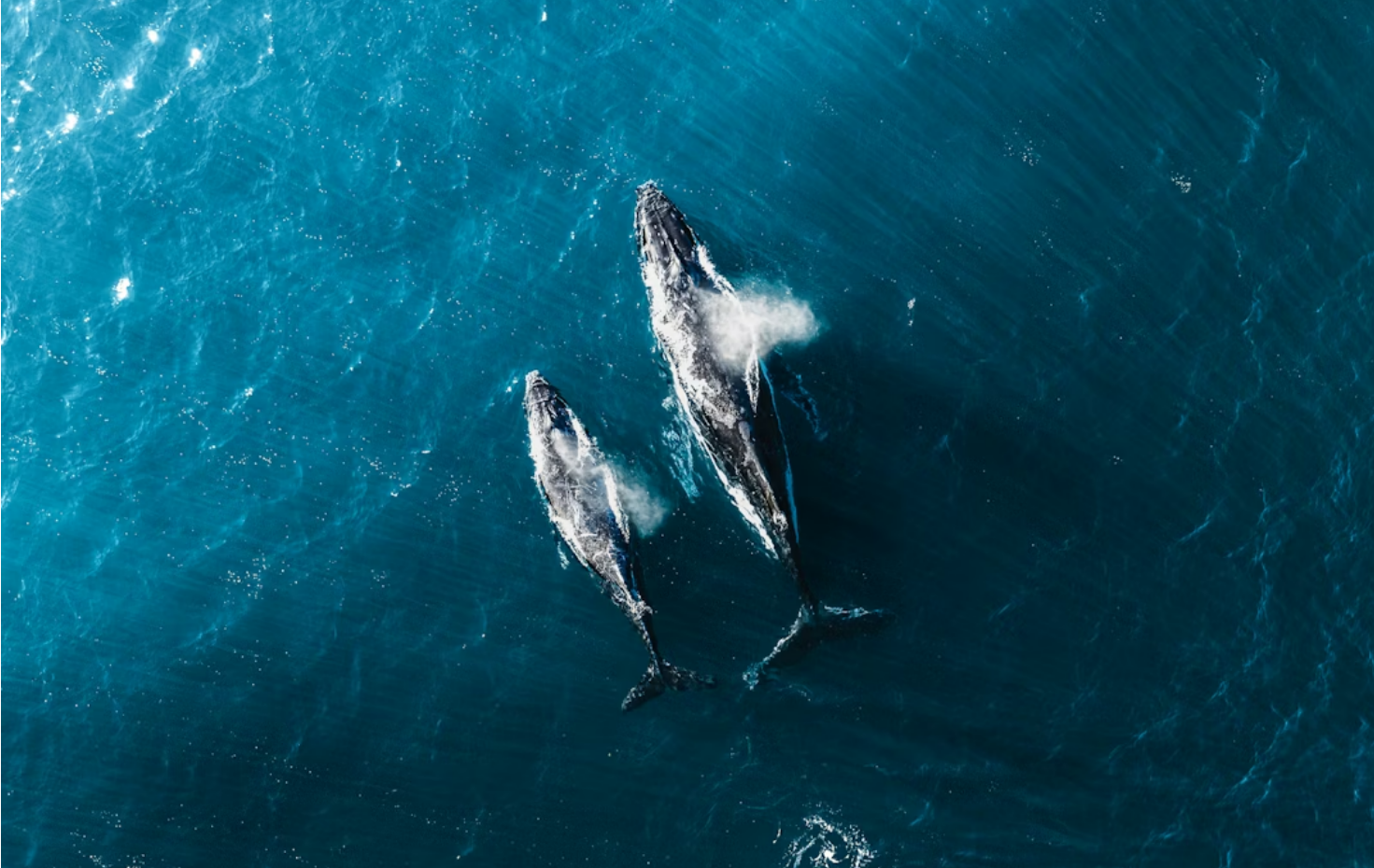 Brisbane Coastal Whale Watching Helicopter Tour
