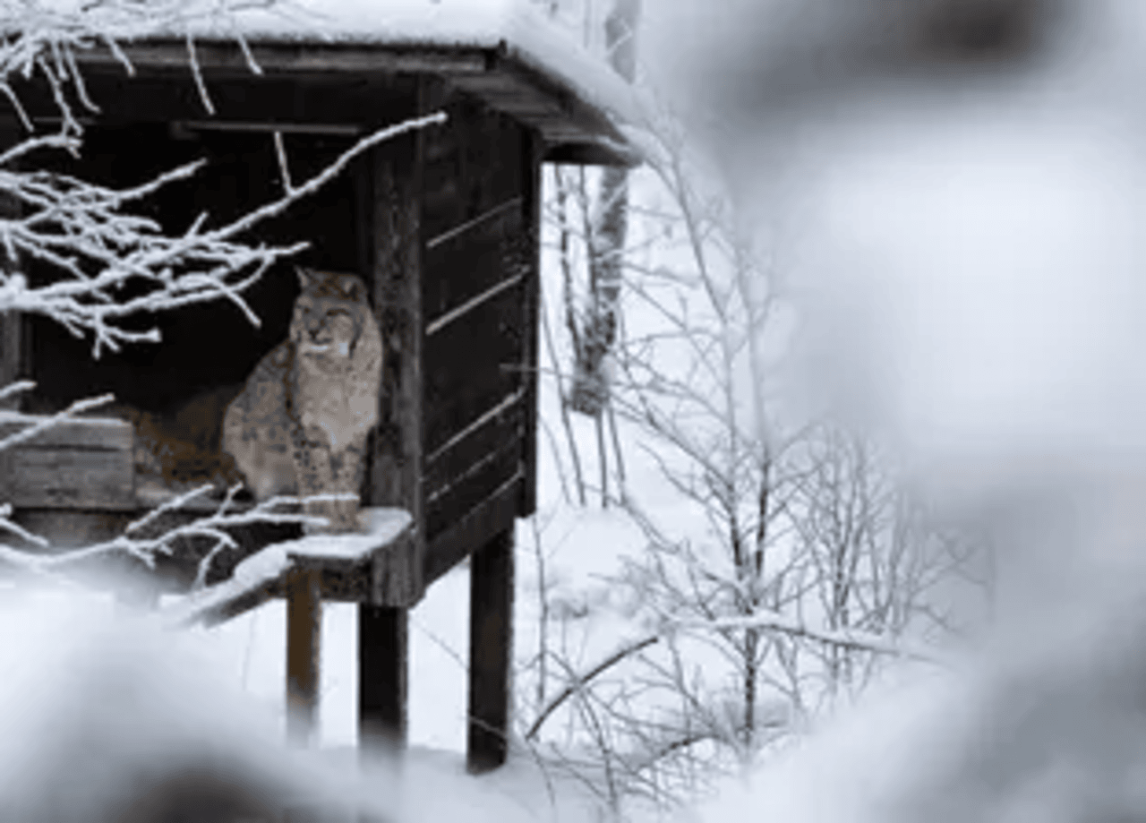 Rovaniemi to Ranua Wildlife Park: Arctic Animal Day Trip
