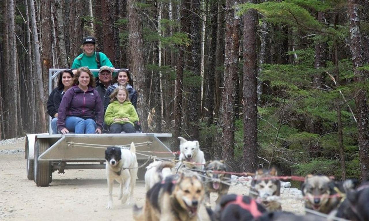Musher's Camp Dog Sled Adventure in Skagway