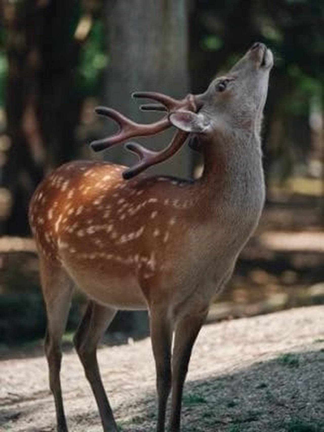 Periyar Wildlife Sanctuary Day Trip from Cochin