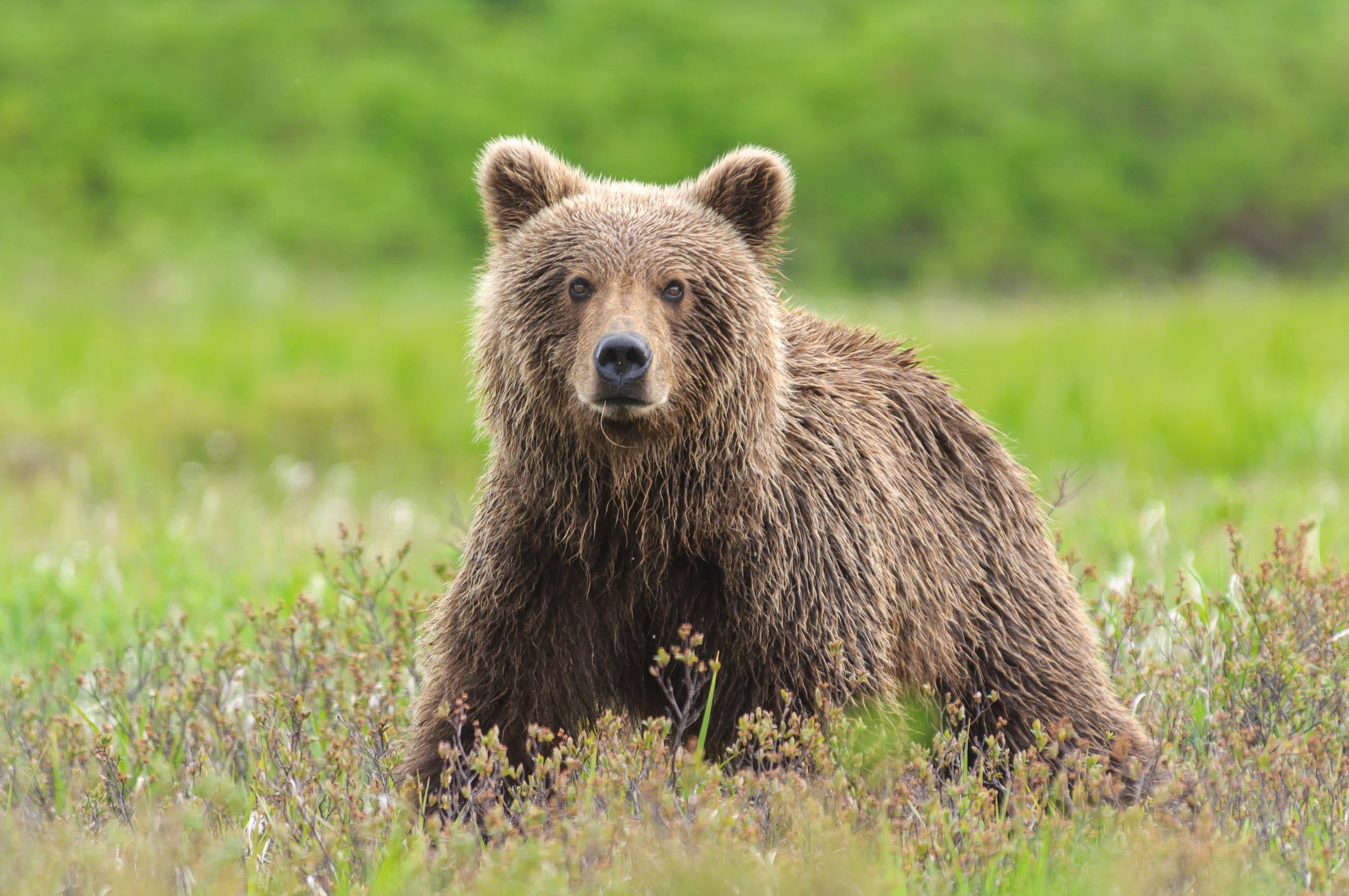 From Skagway: White Pass Summit Guided Bus Tour