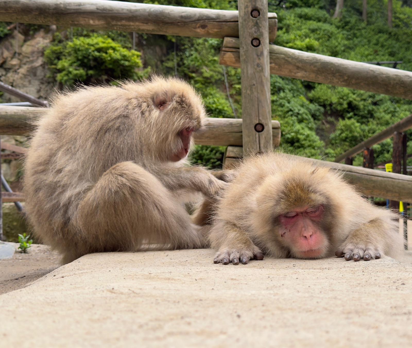 Nagano Snow Monkeys, Soba & Shibu Onsen Half-Day Tour