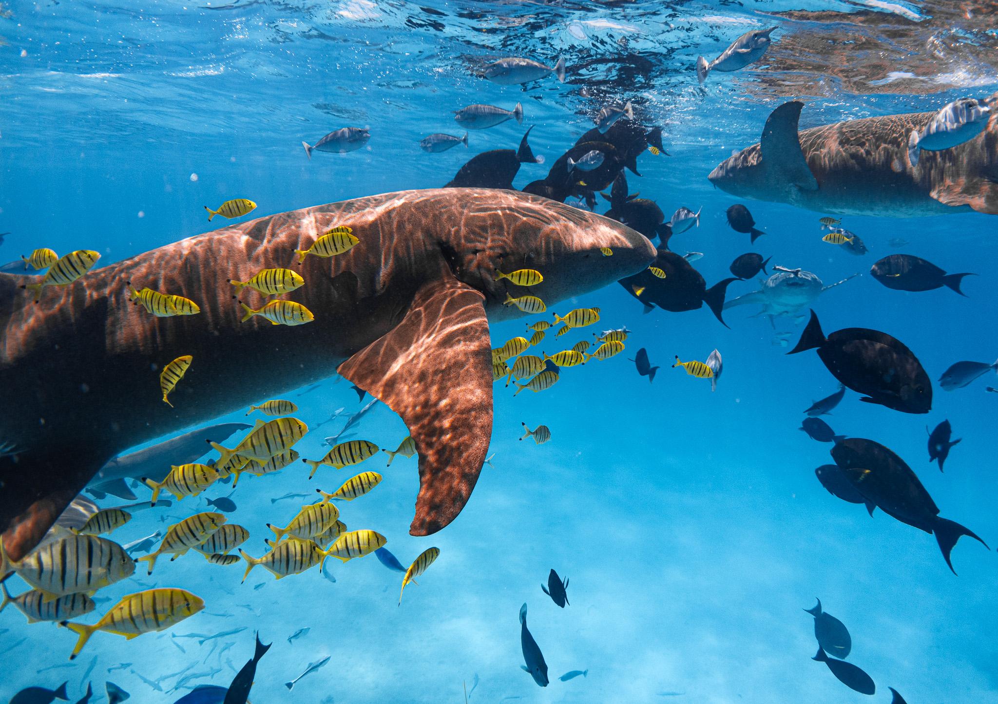 Hulhumale Nurse Shark Snorkeling Adventure
