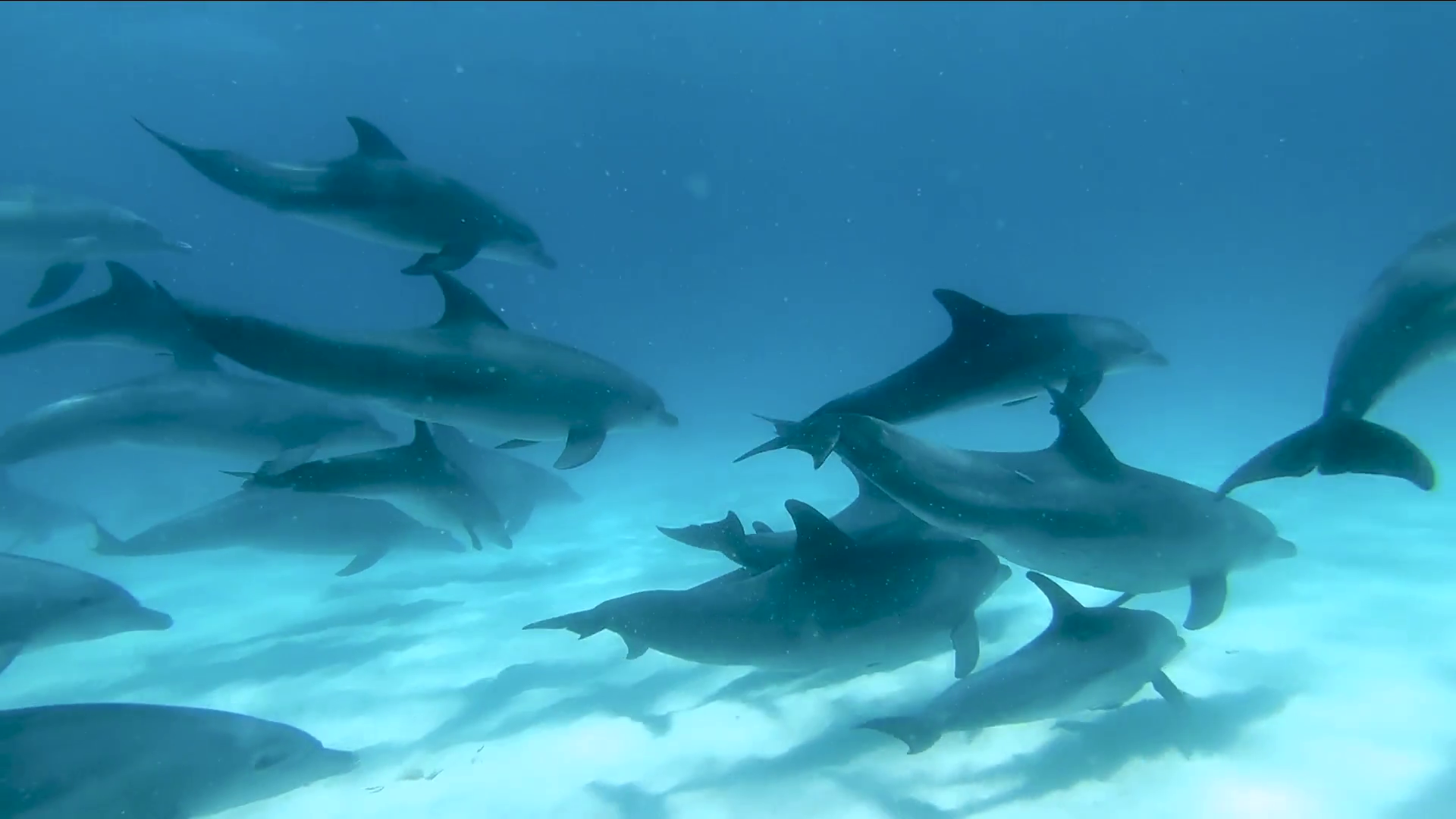 Mnemba Atoll Dolphin & Snorkel Boat Adventure from Kendwa or Nungwi