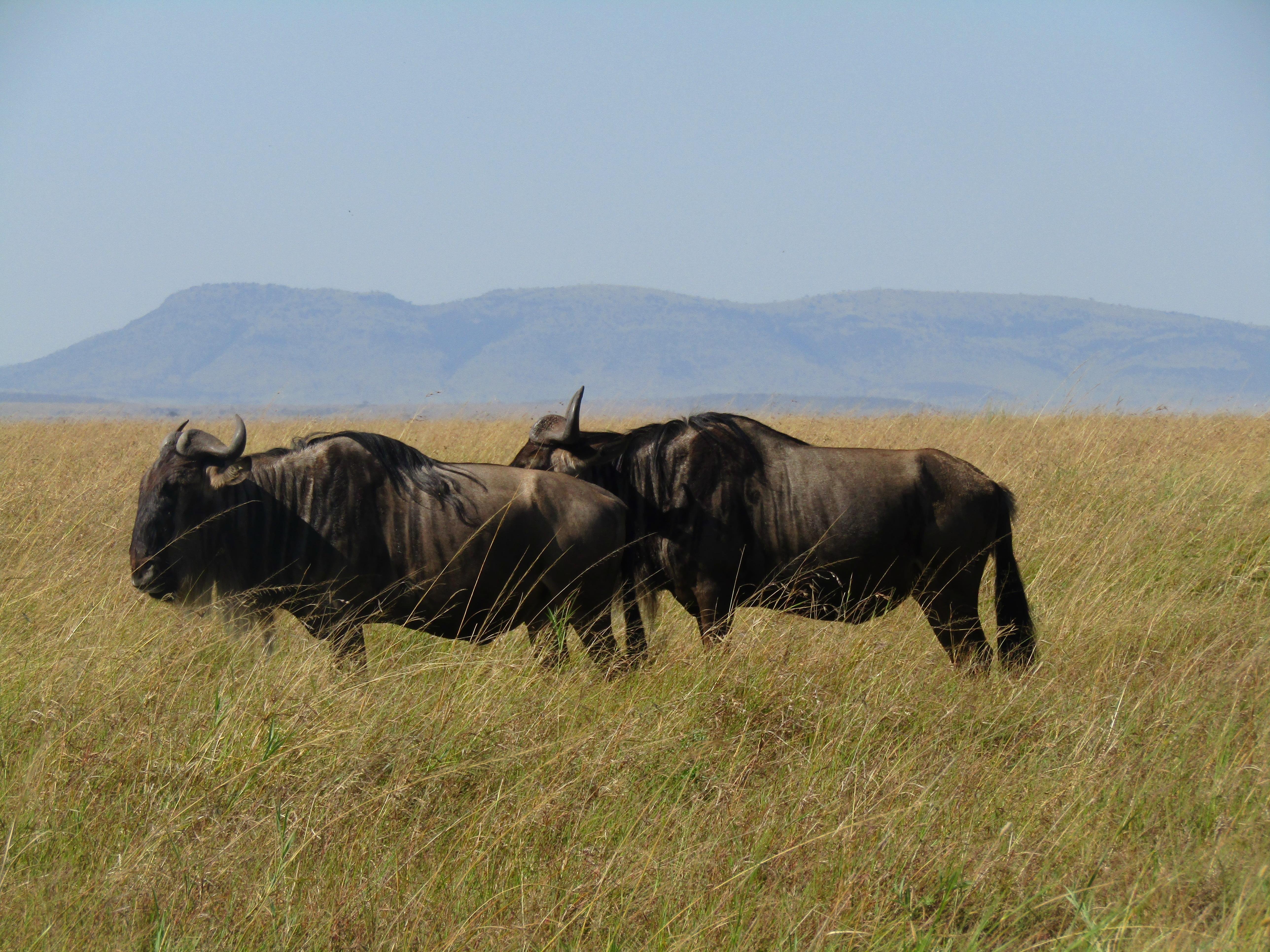 3-Day Masai Mara Safari Adventure from Nairobi