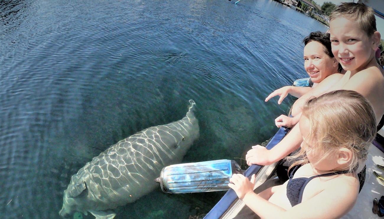 Family looking down at a manatee from a boat