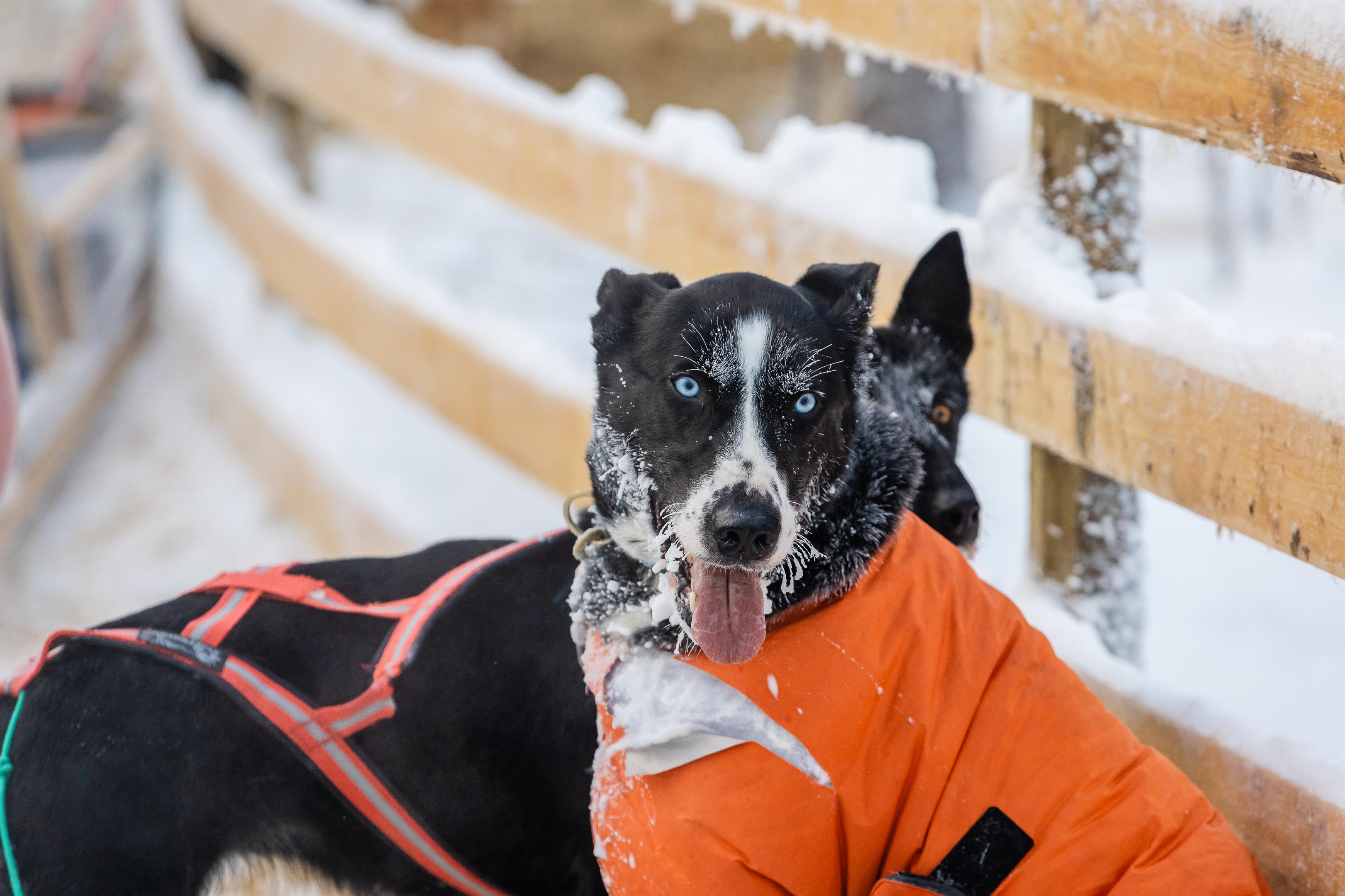 Rovaniemi Daytime Husky Safari