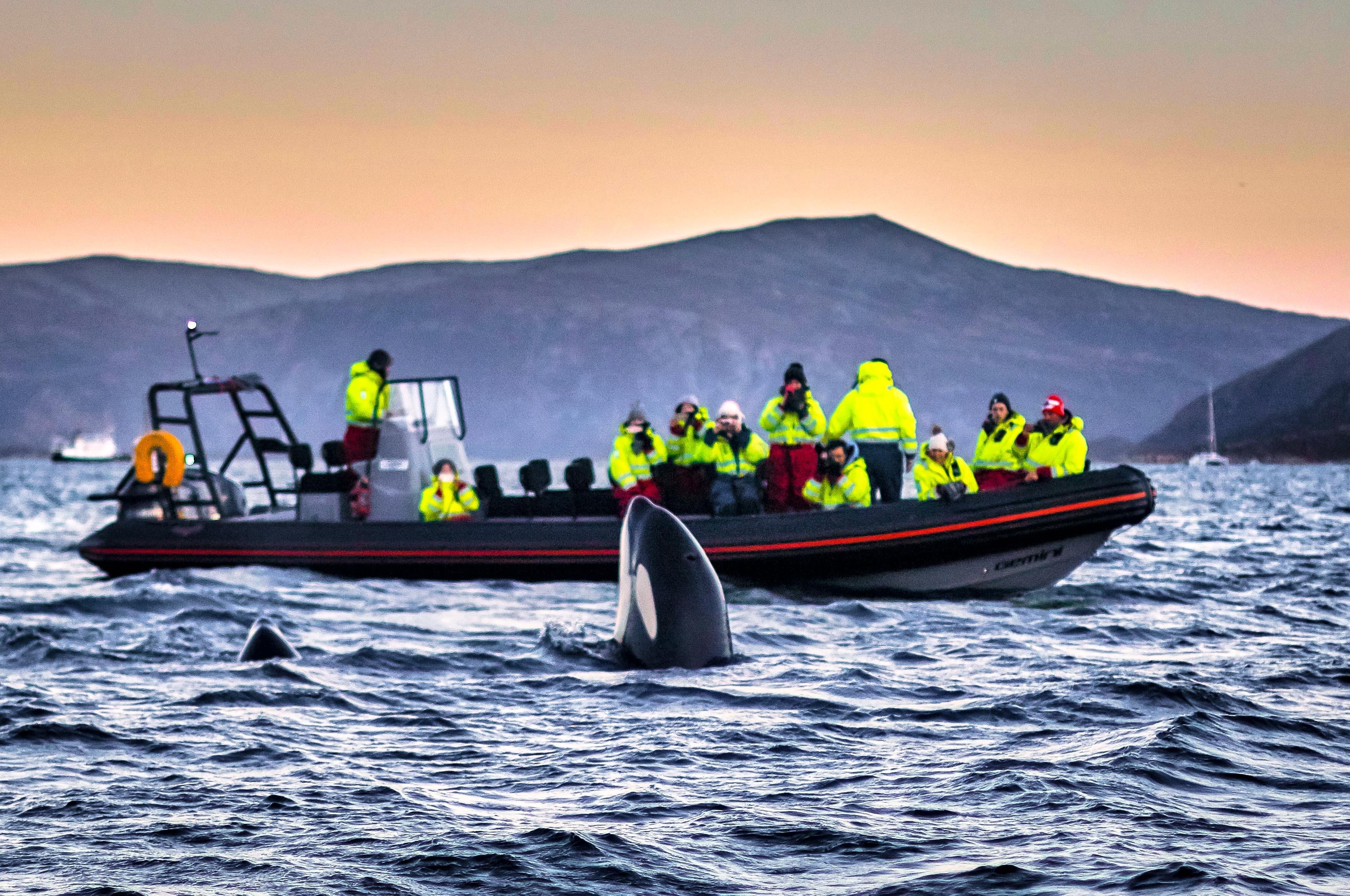 Skjervøy Arctic RIB Whale Watching Tour from Tromsø