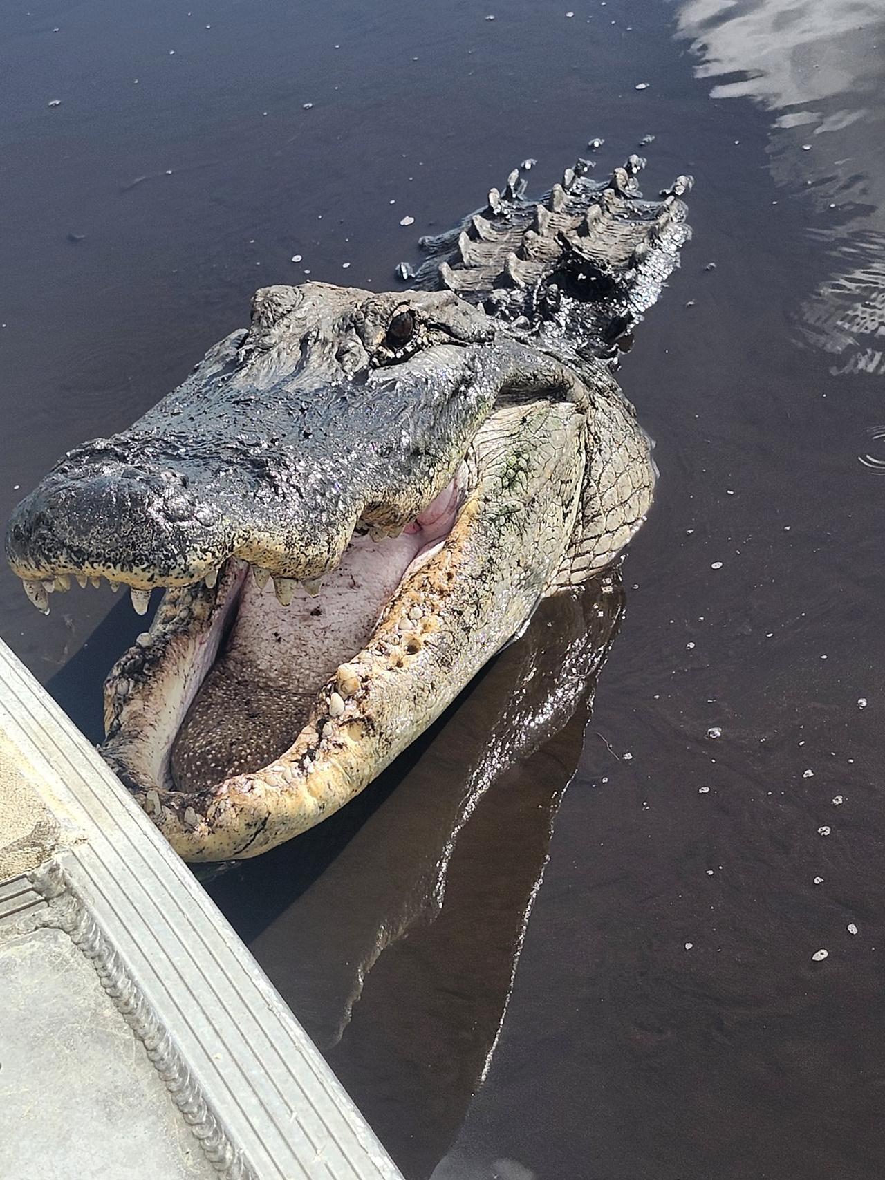 Everglades Eco Tour: Small-Group Airboat & Wildlife - 2026 (Verified Reviews)