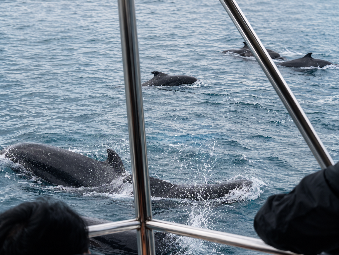 Mirissa Blue Whale Safari & Turtle Snorkeling Adventure