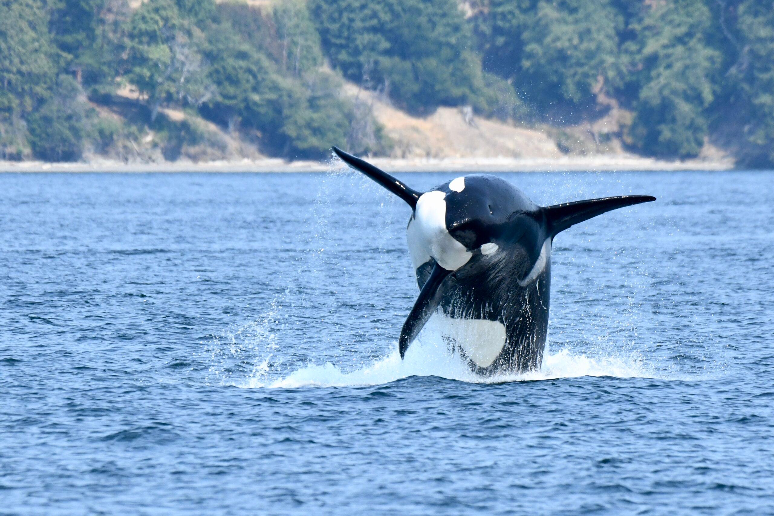 Victoria whale watching tour — orcas and marine wildlife in the Salish Sea — image 11