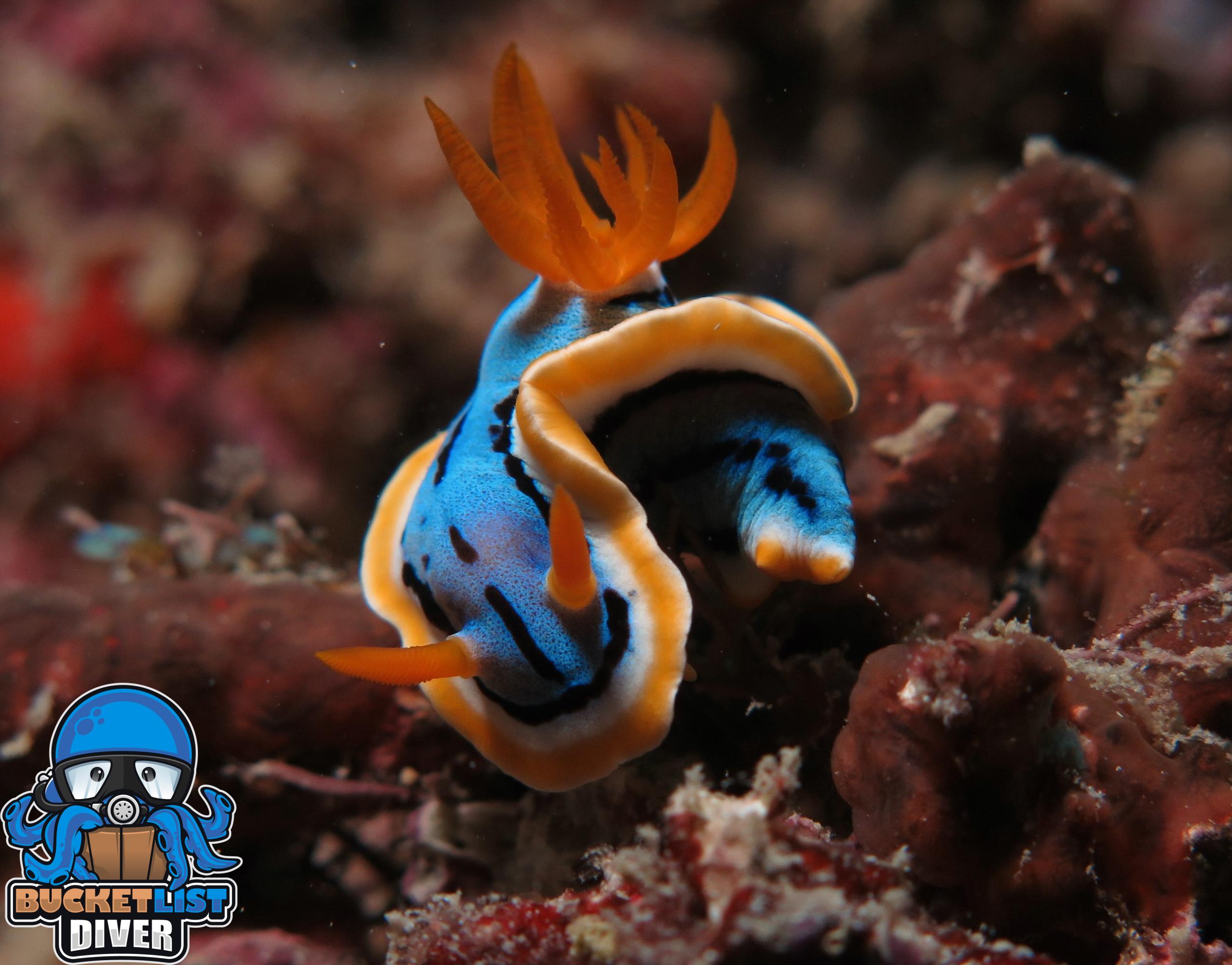 Rottnest Island Certified Scuba Diving Adventure