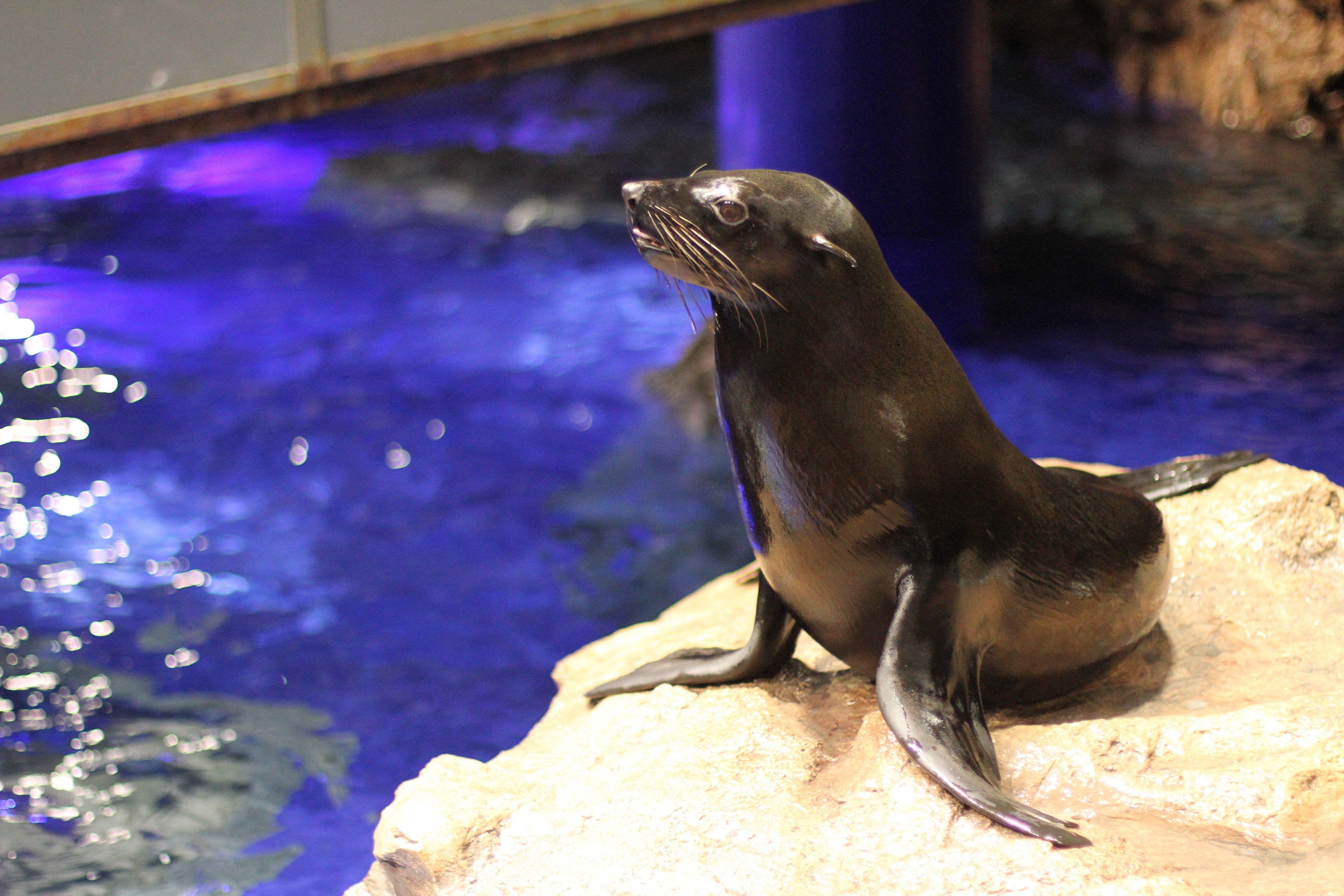 Sumida Aquarium Entry Ticket