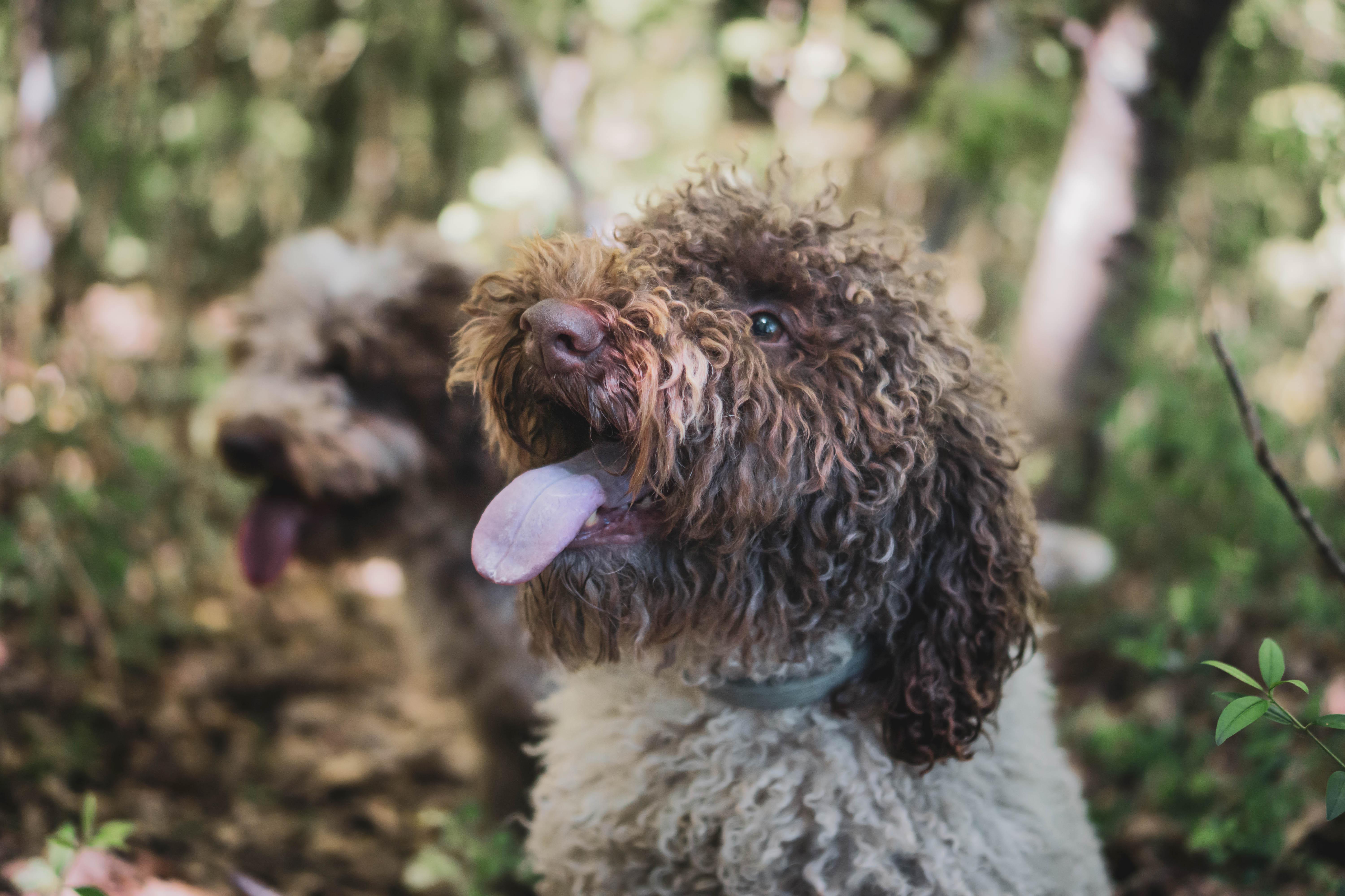 truffle hunting in Tuscany — photo 5