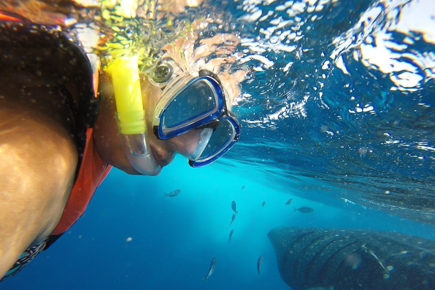 Whale Shark Snorkel Adventure from Playa del Carmen