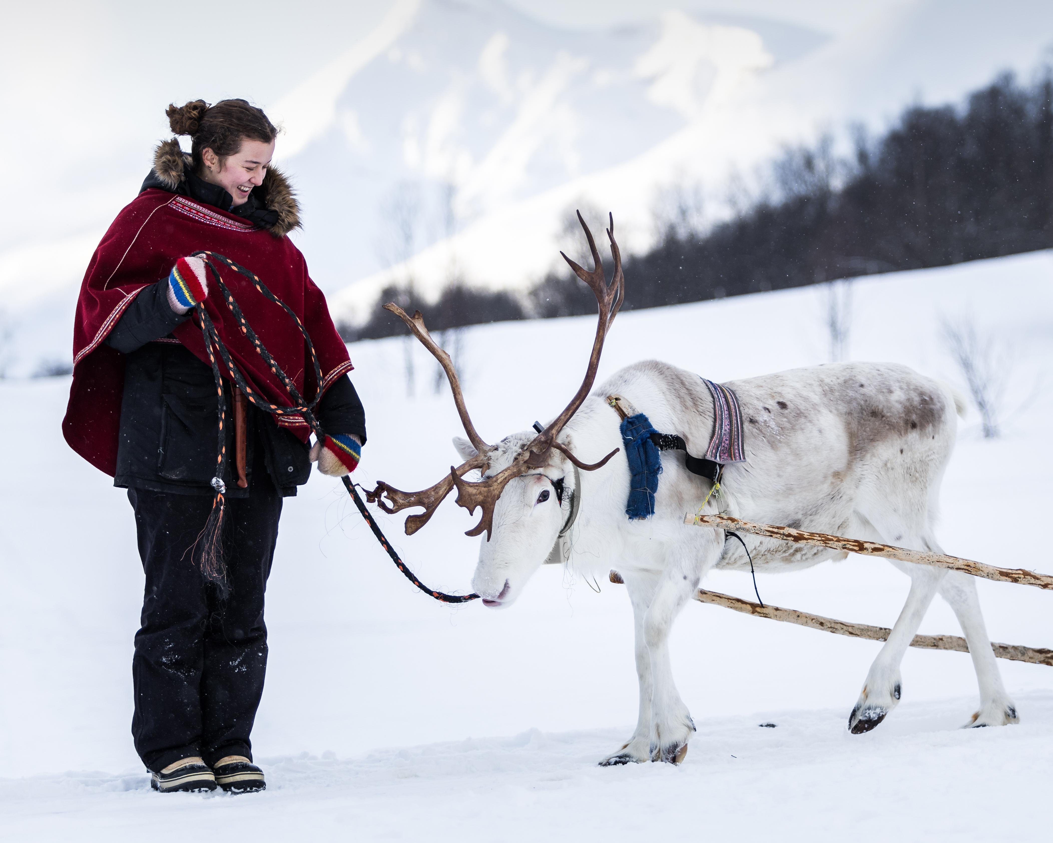 Sami Cultural Encounter & Reindeer Sledding from Tromsø