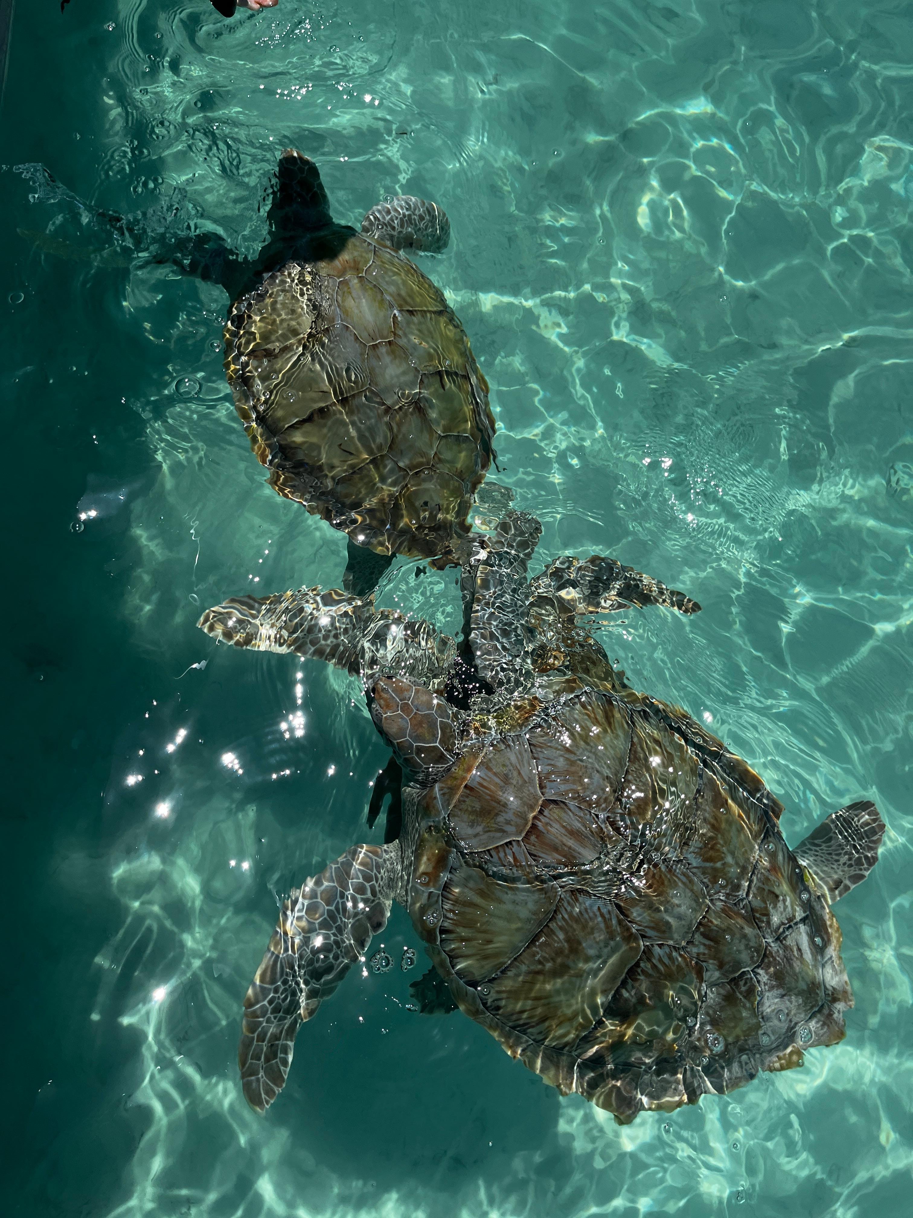 Nassau Private Boat & Snorkel Adventure