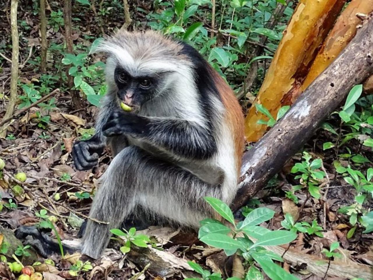 Zanzibar: Jozani Forest, Butterfly Centre & Rock Restaurant Day Tour