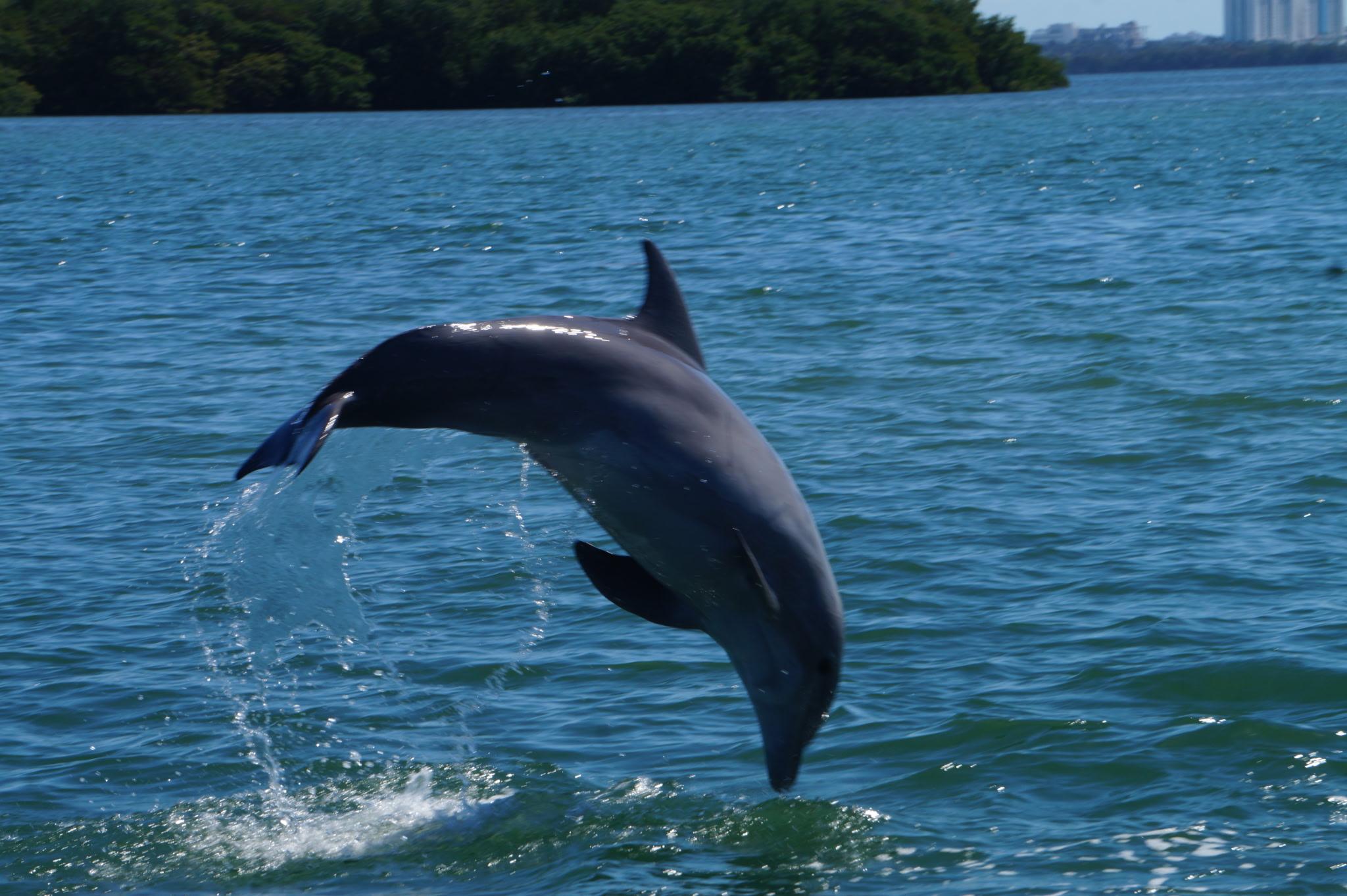 Raccoon Island Miami tour — Biscayne Bay wildlife boat cruise — image 16