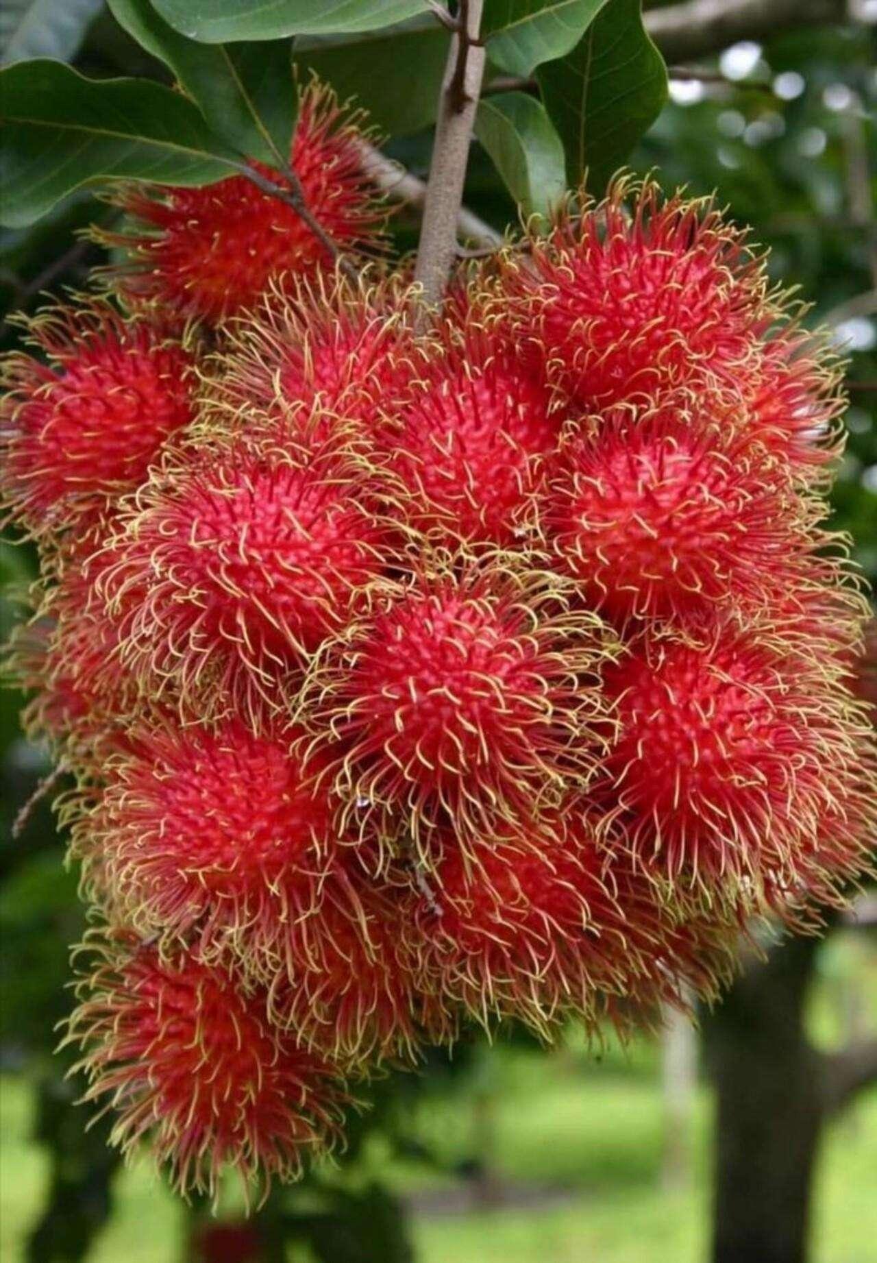 Zanzibar Spice Farm Discovery Tour