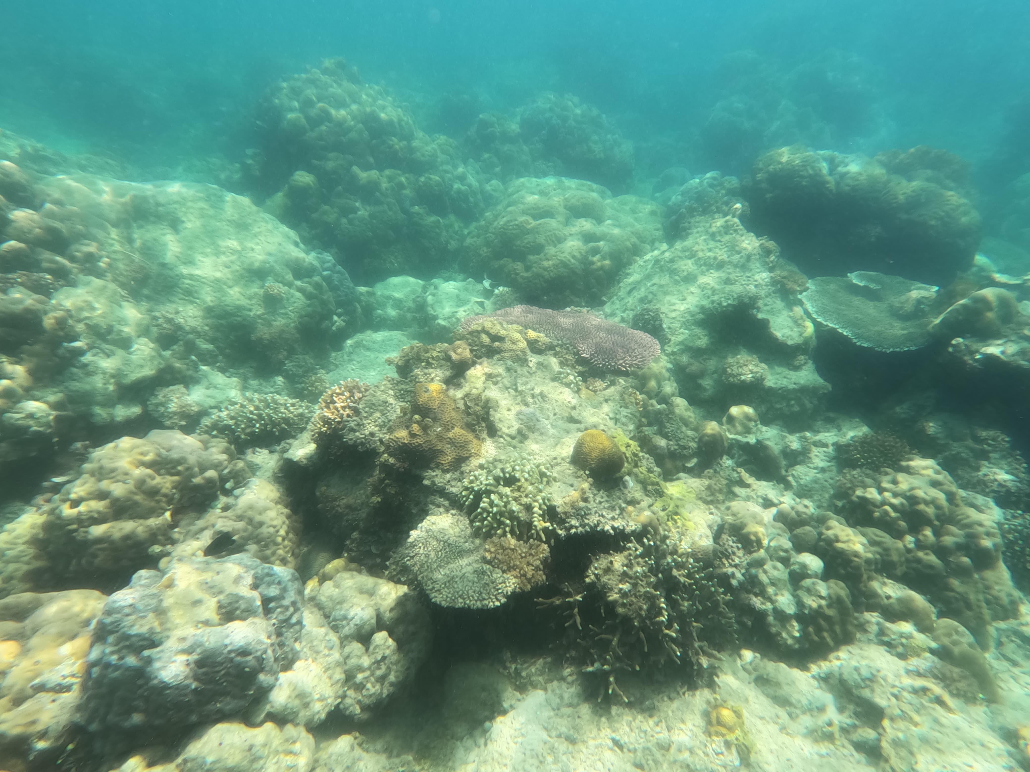 Coron Dugong Snorkeling & Coral Garden Day Tour