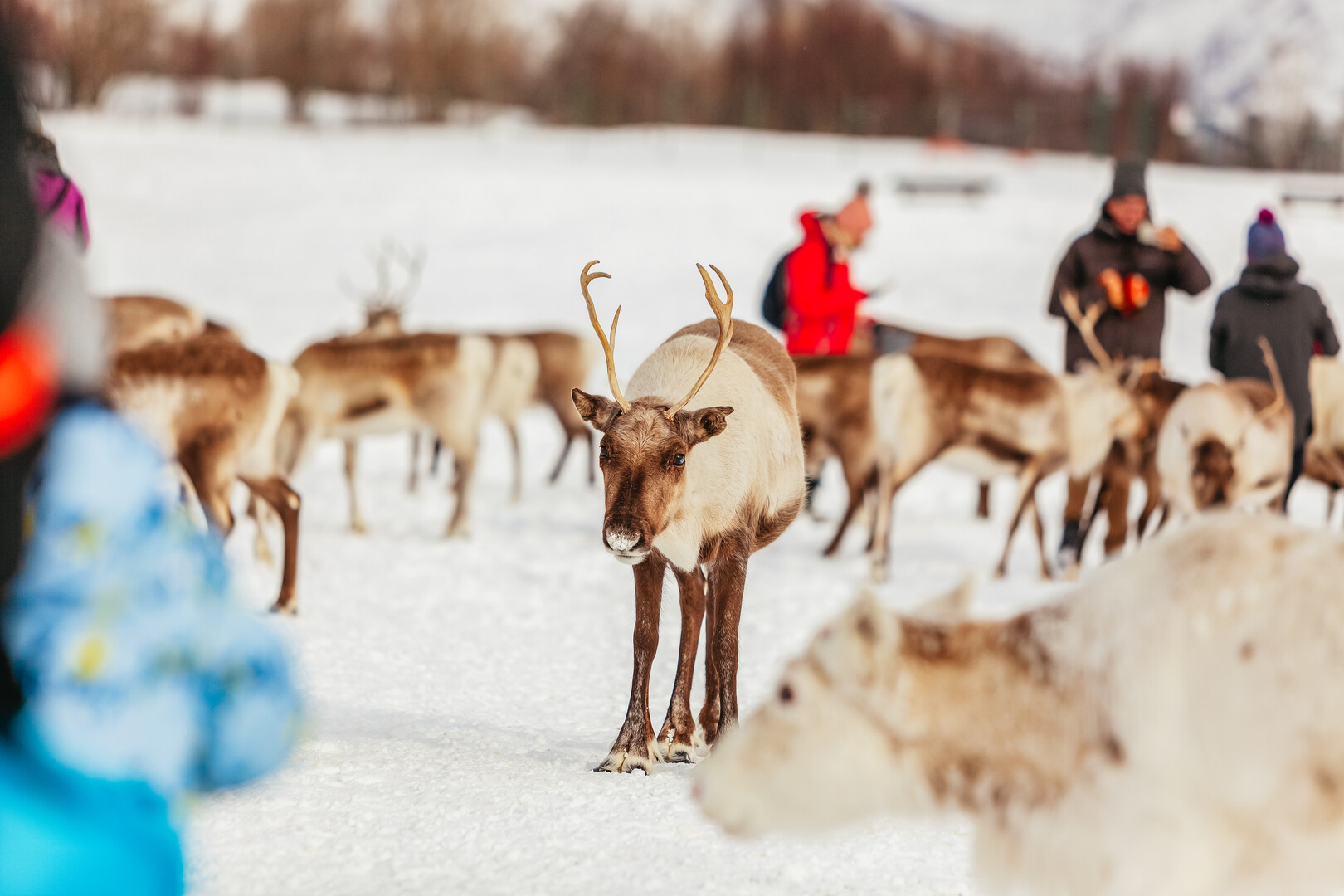 Tromso reindeer sledding and feeding tour with a Sami guide — image 15