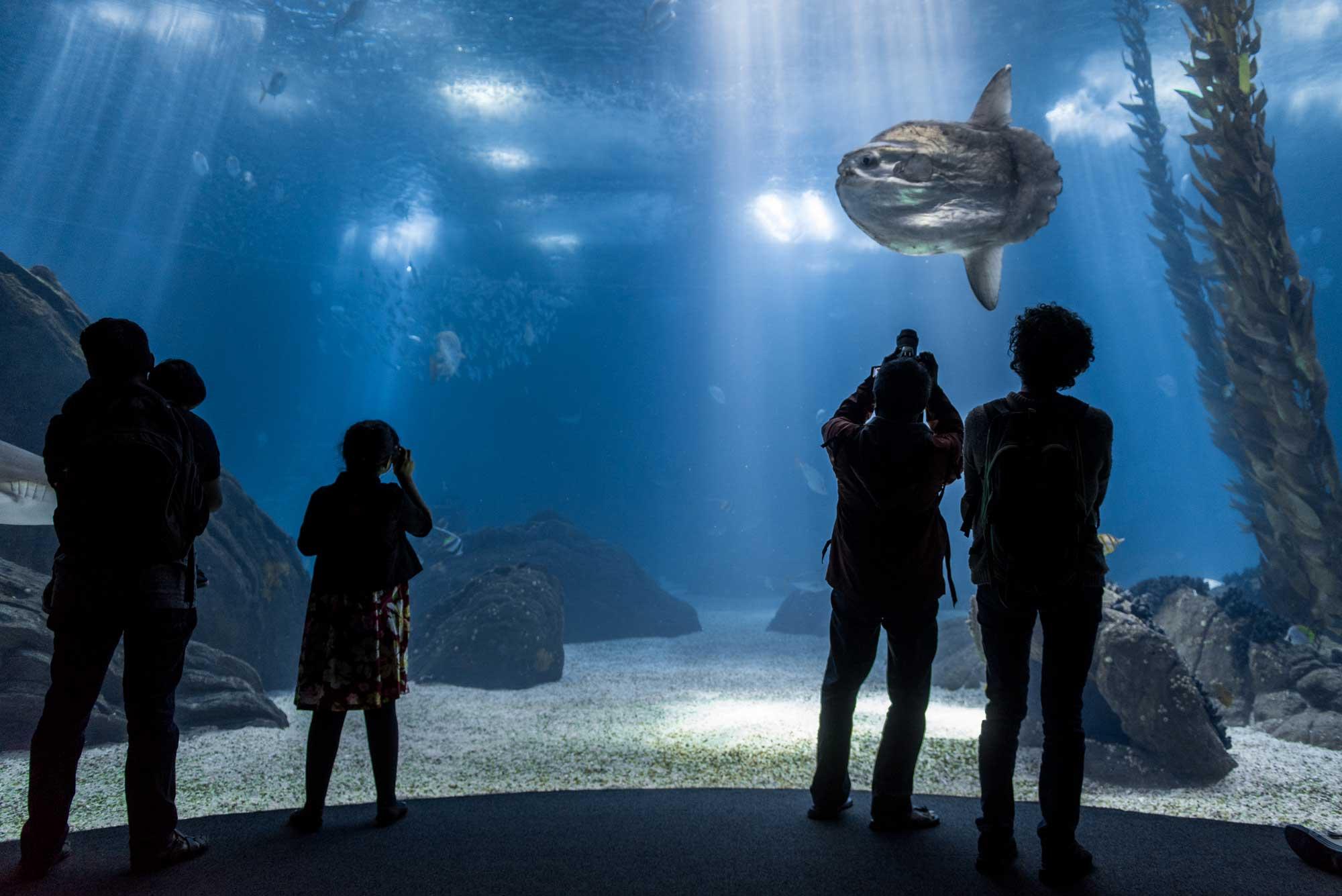 Lisbon Oceanário: Guided Tour & Behind-the-Scenes Access