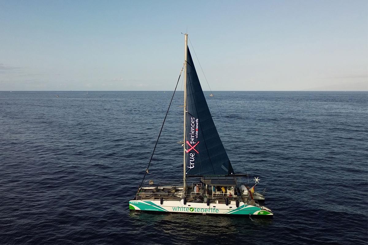 Eco-Friendly Whale & Dolphin Catamaran Cruise in Costa Adeje
