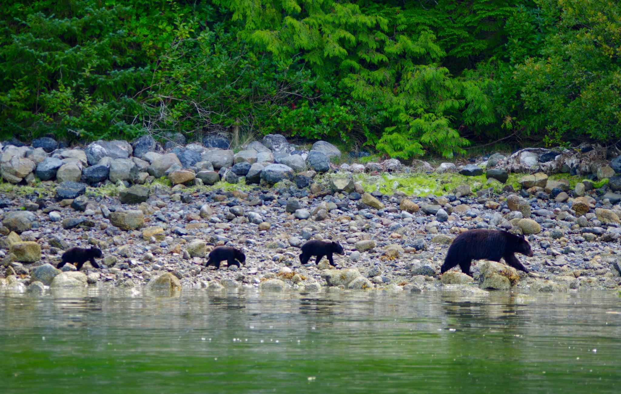 Tofino: Bear Watching Boat Tour with Nature Guide