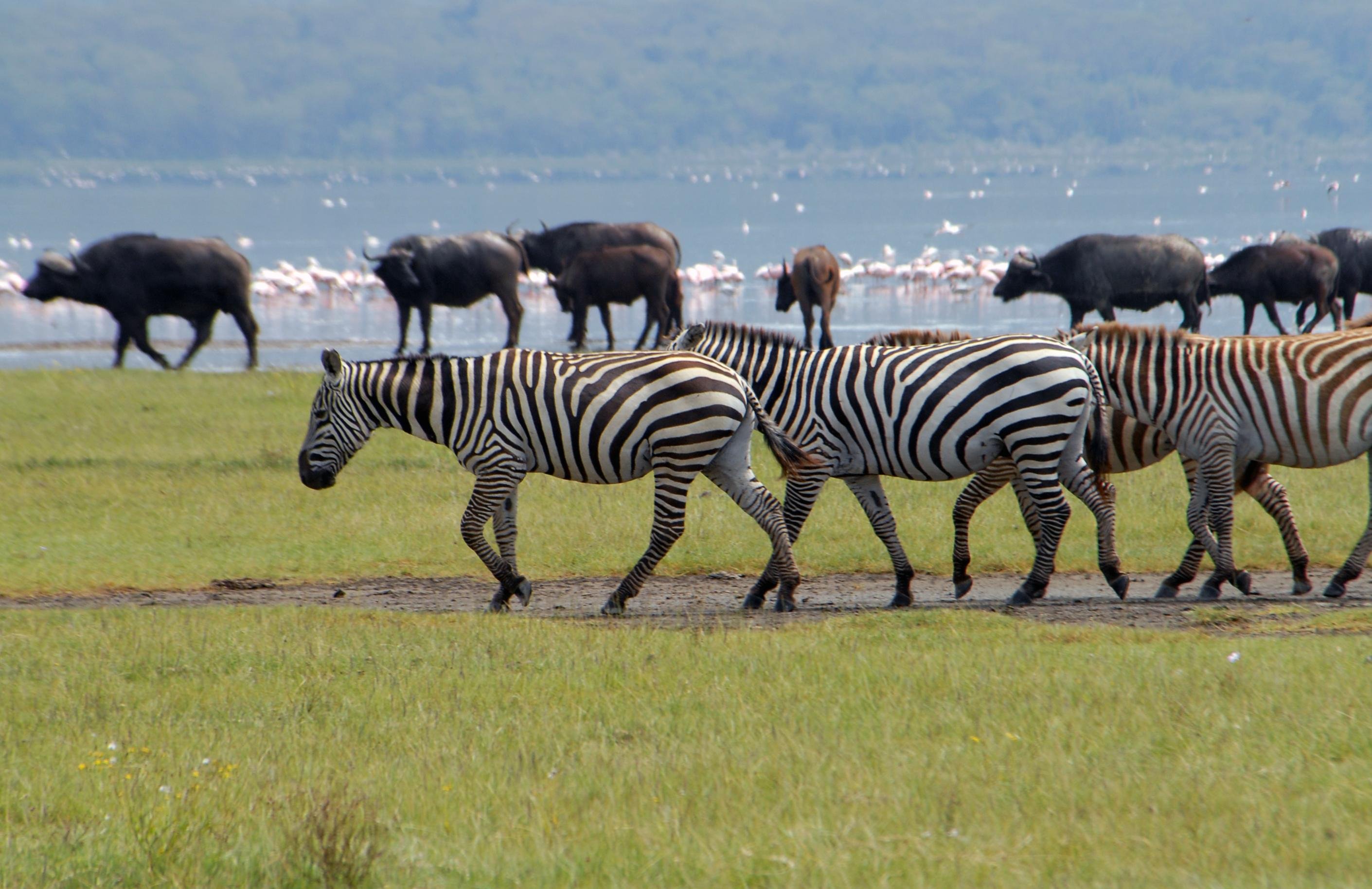 Crescent Island Wildlife Walk & Lake Naivasha Boat Safari