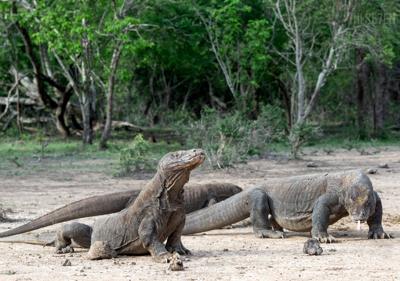 Komodo Island 3-Day Private Speedboat Adventure with Hotel