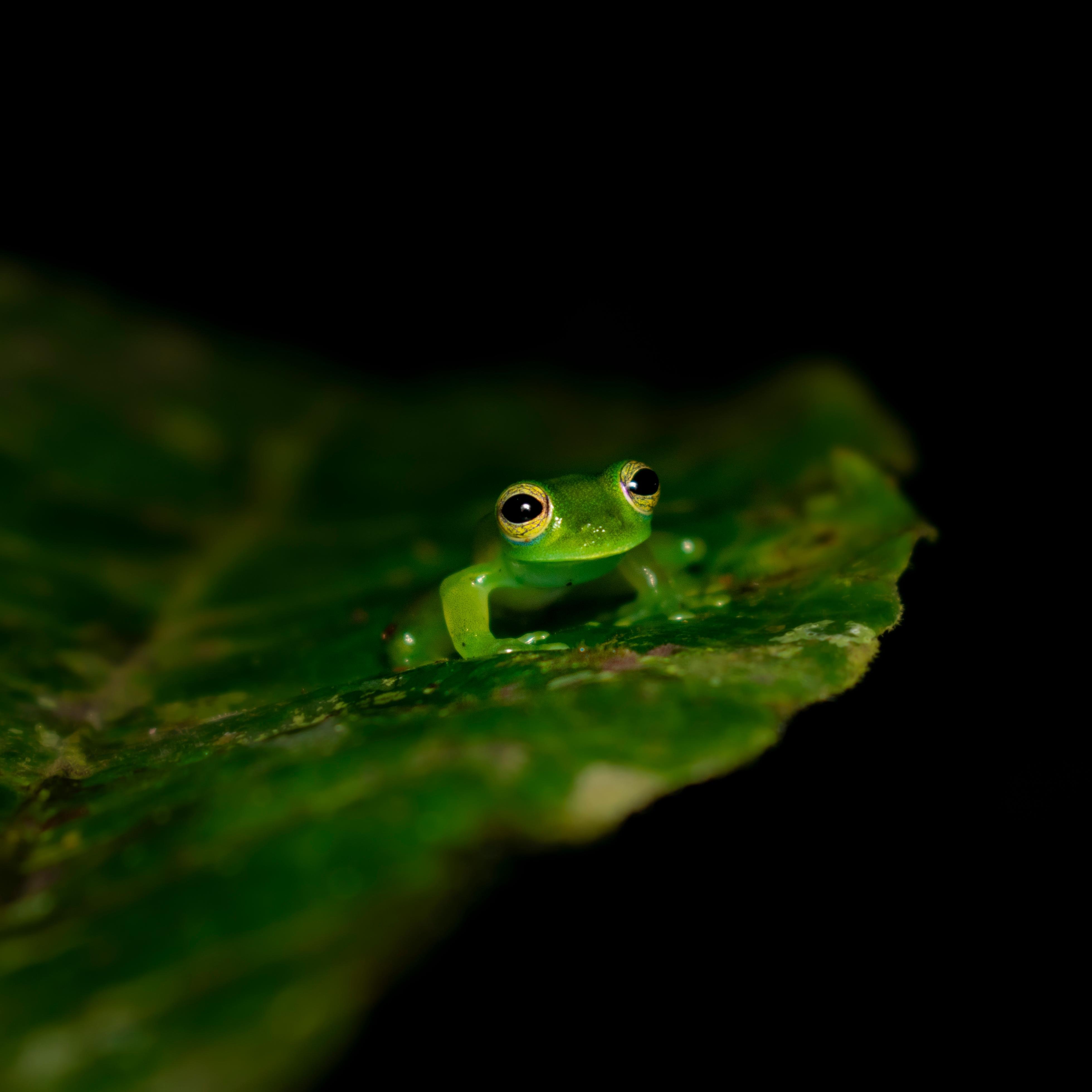 Monteverde Cloud Forest Night Walk