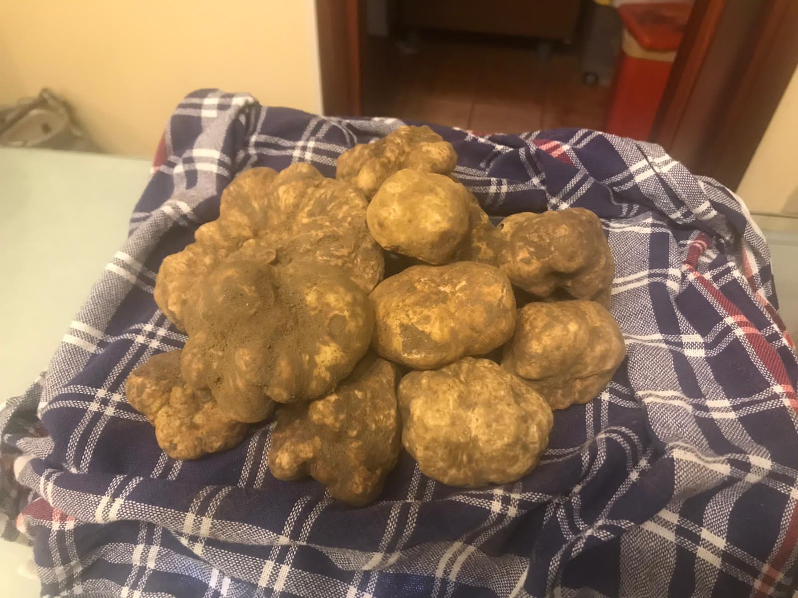 Truffle hunting day trip from Florence Tuscany — image 11