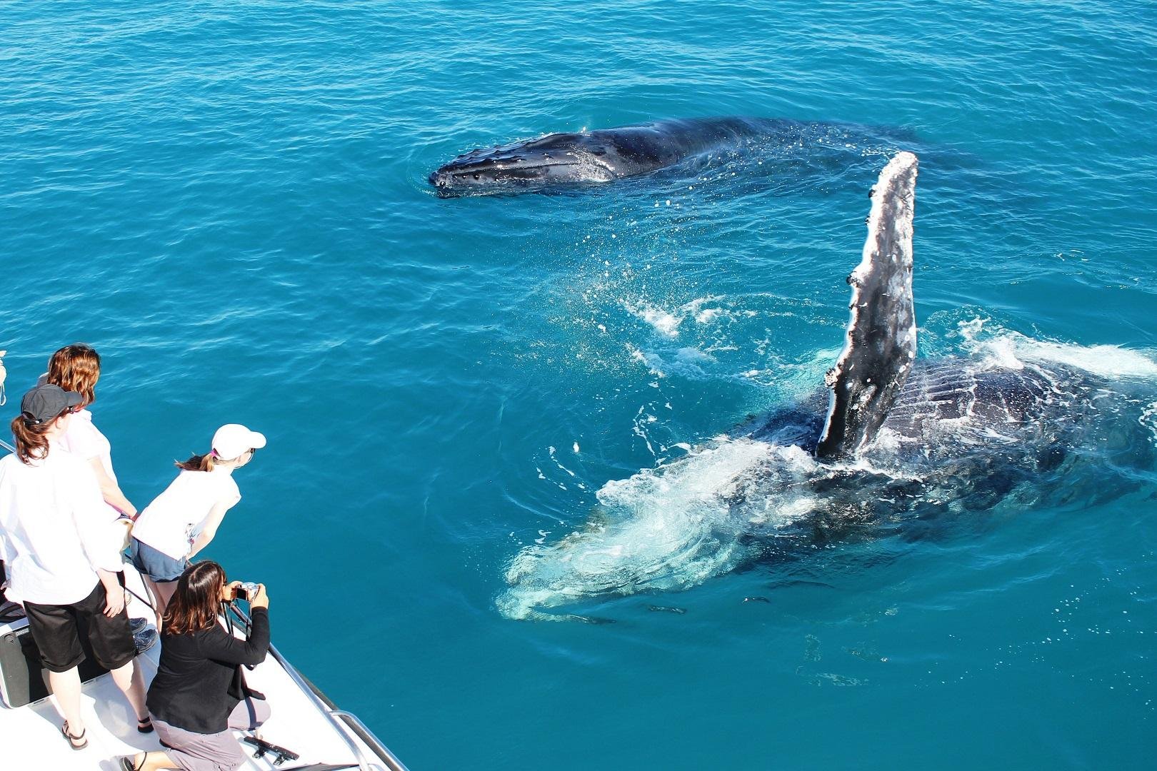 Broome Humpback Whale Watching & Sunset Catamaran Cruise
