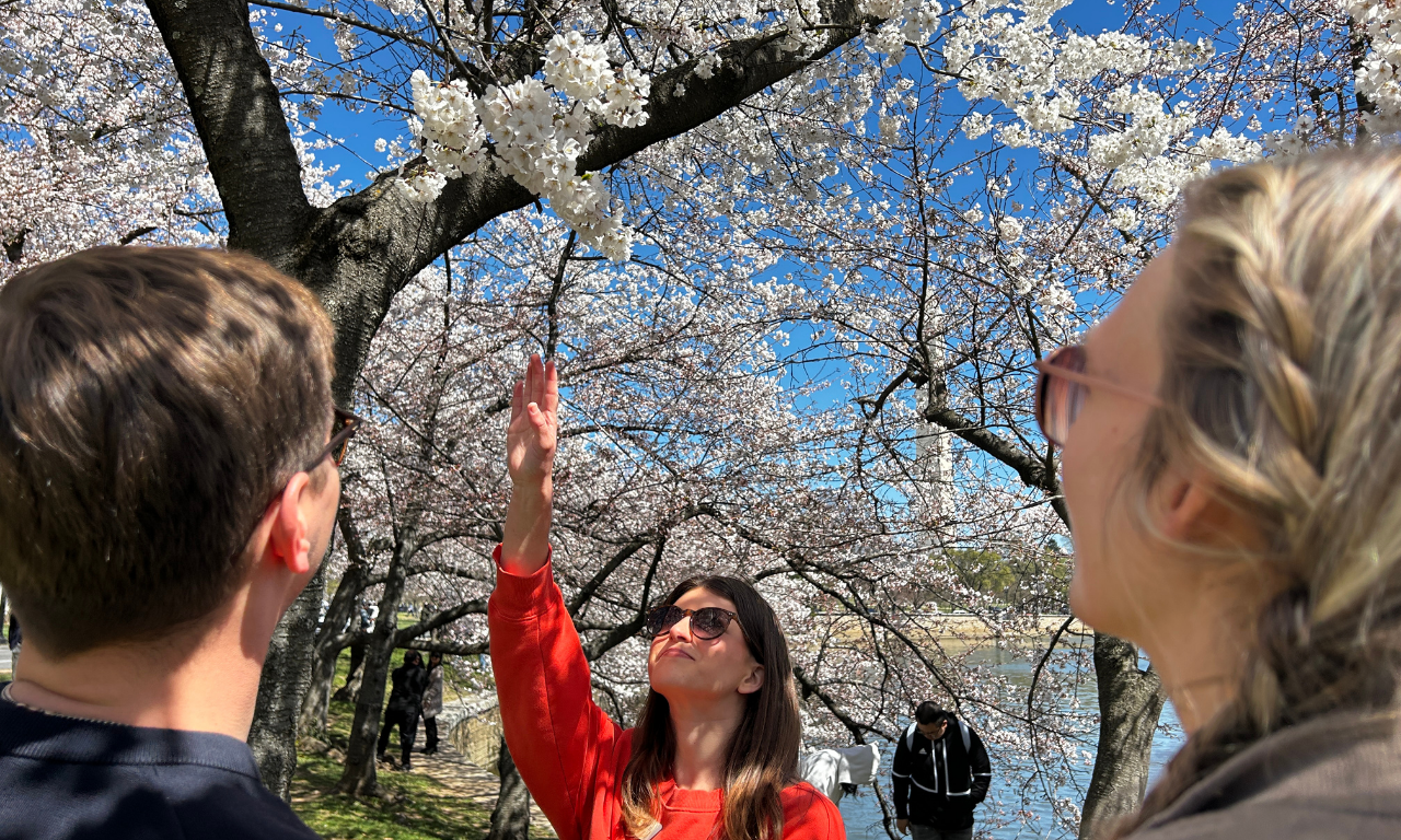 Cherry Blossom Walking Tour at the Tidal Basin