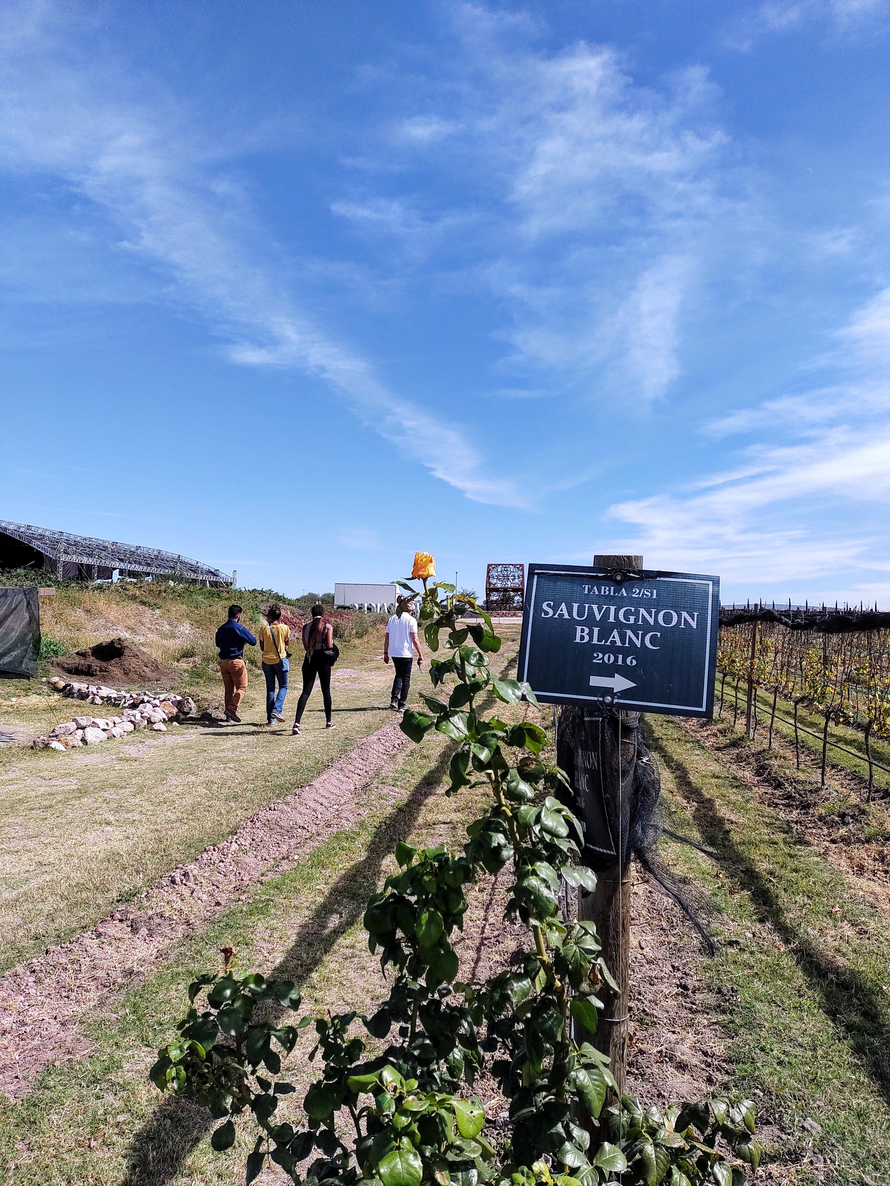 wine tour in San Miguel de Allende — photo 7