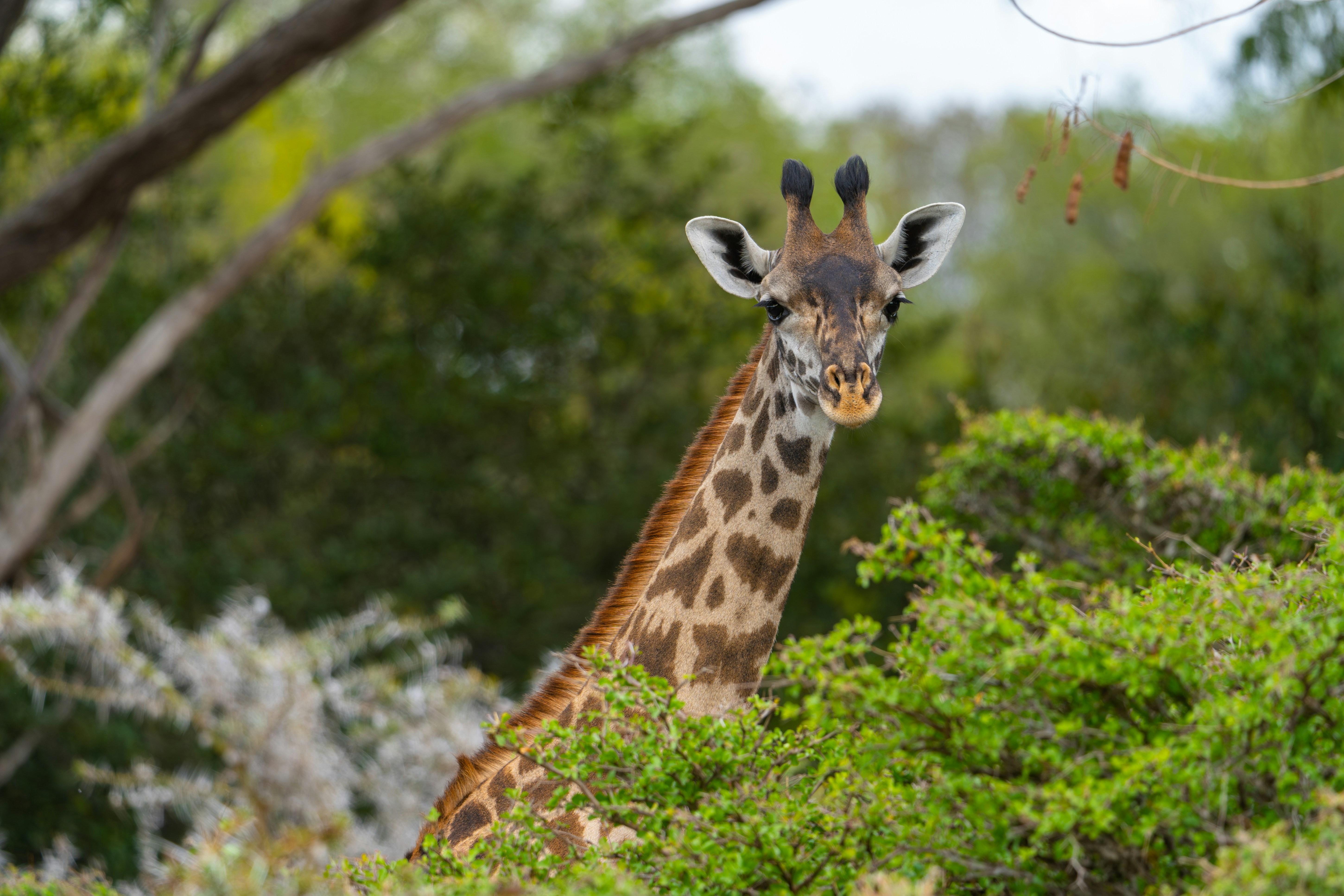 2-Day Nyerere National Park Safari from Zanzibar with Flights & Bush Walk