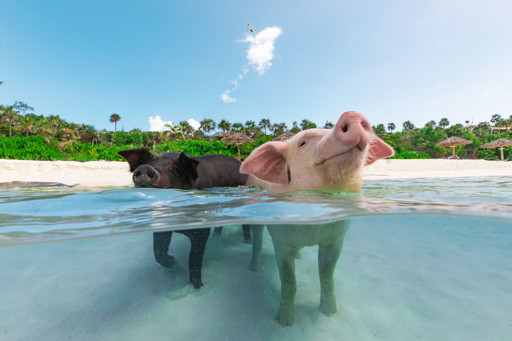 Rose Island Escape: Swimming Pigs, Private Beach & Lunch