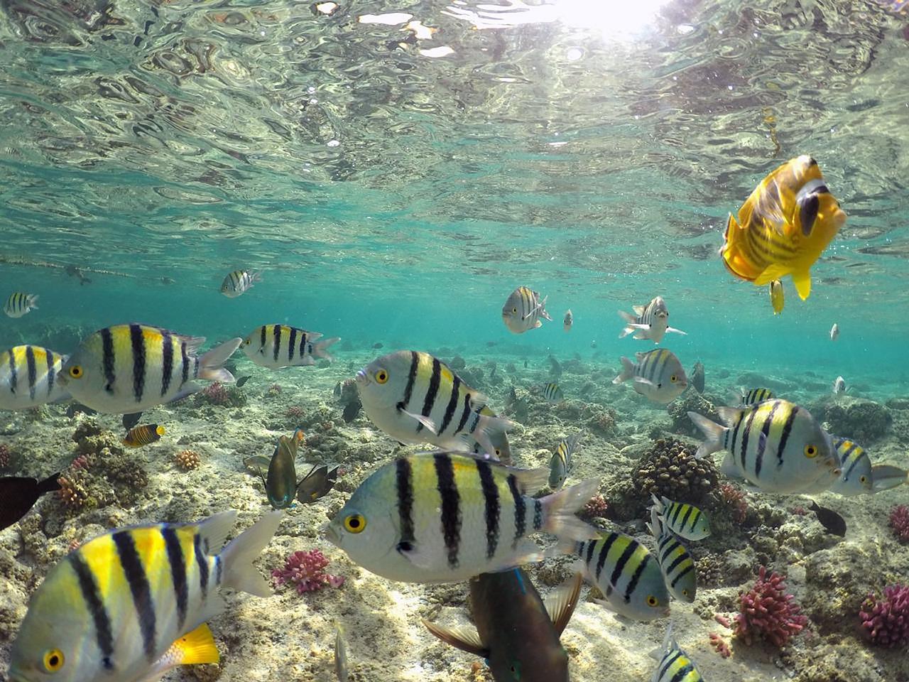 Sharm el-Sheikh: White Island & Ras Mohamed National Park Snorkeling Day Trip