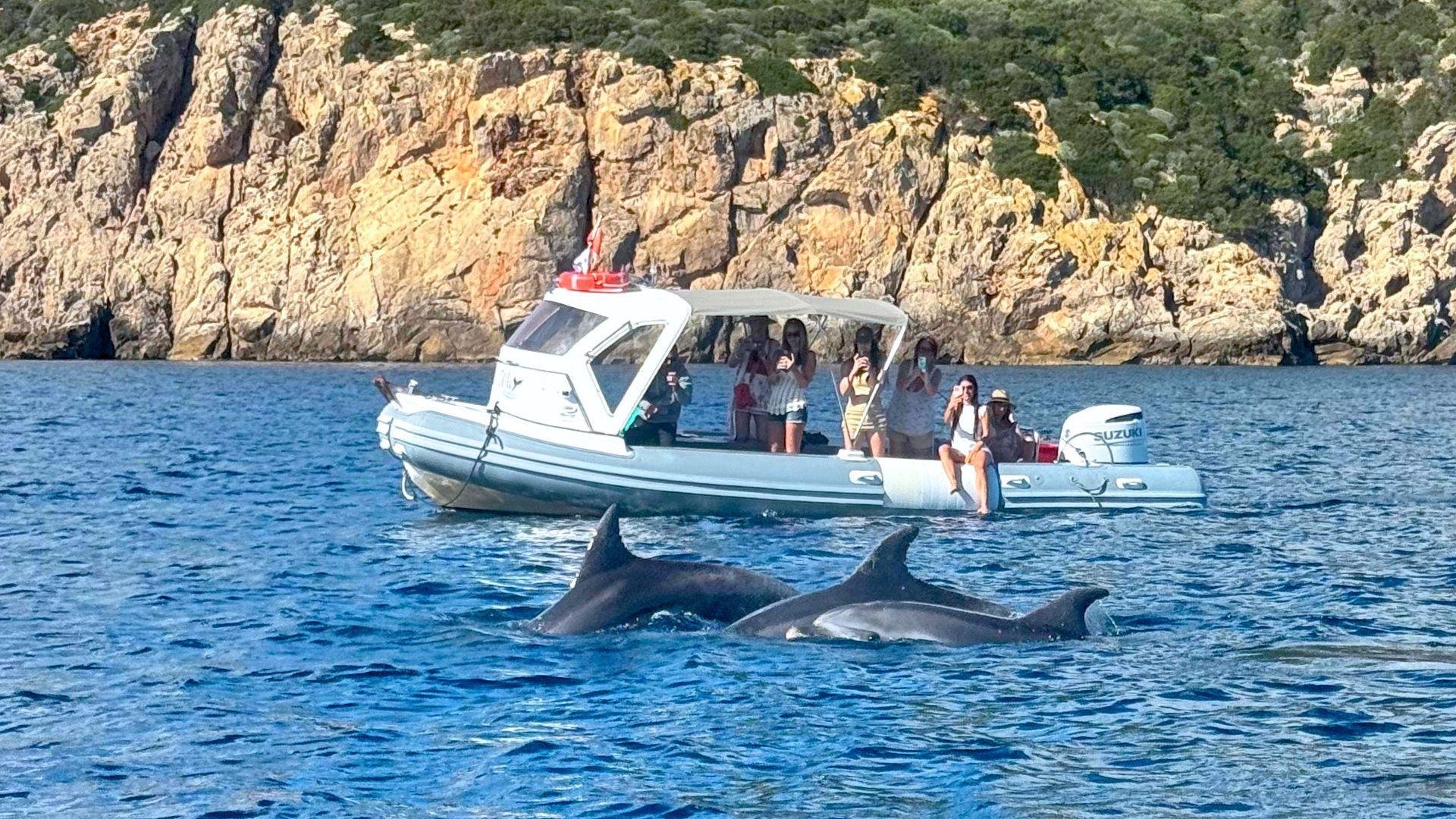 Golfo Aranci RIB Boat Adventure with Dolphin Watching