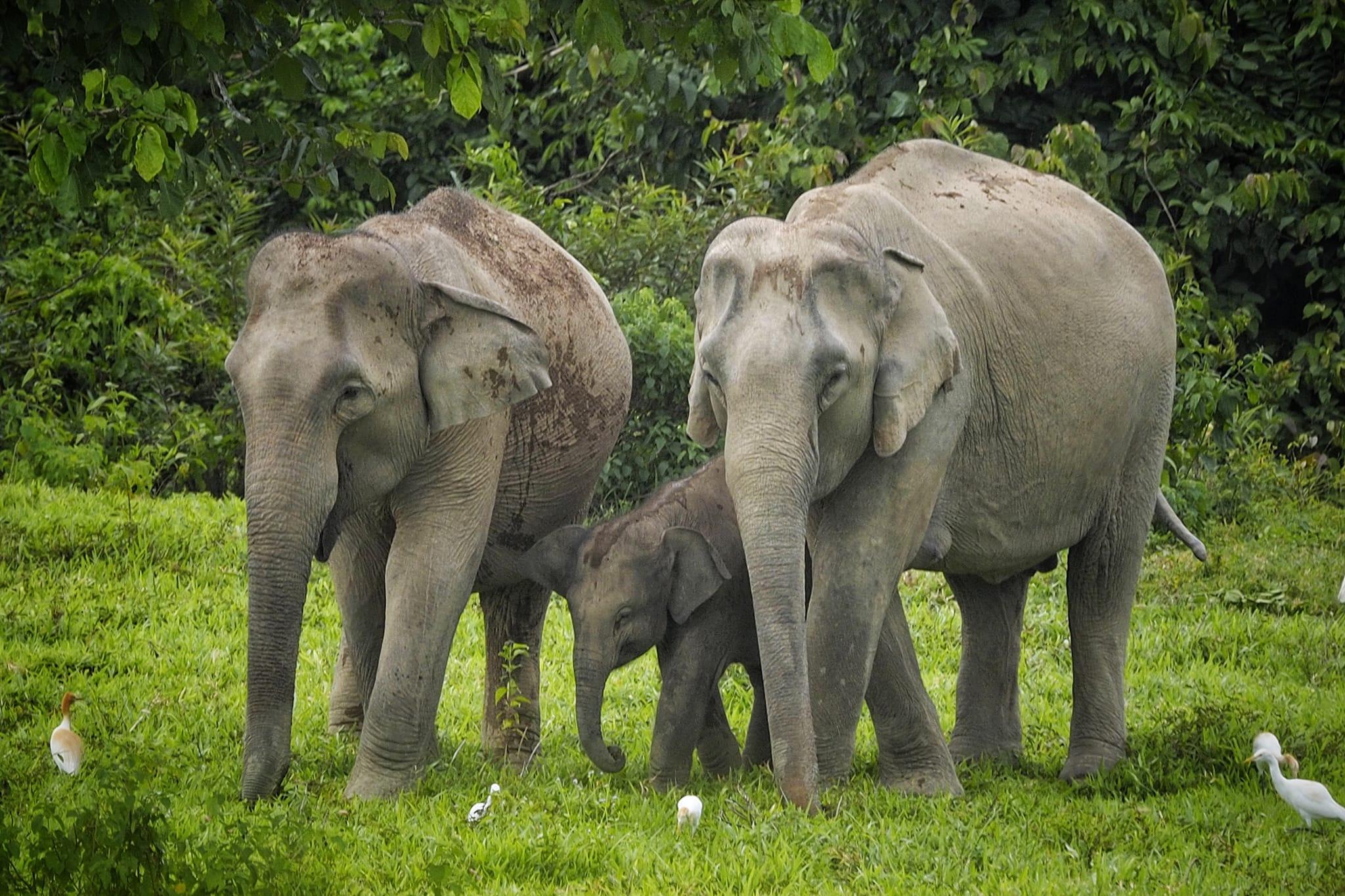 Kui Buri Wild Elephant Safari