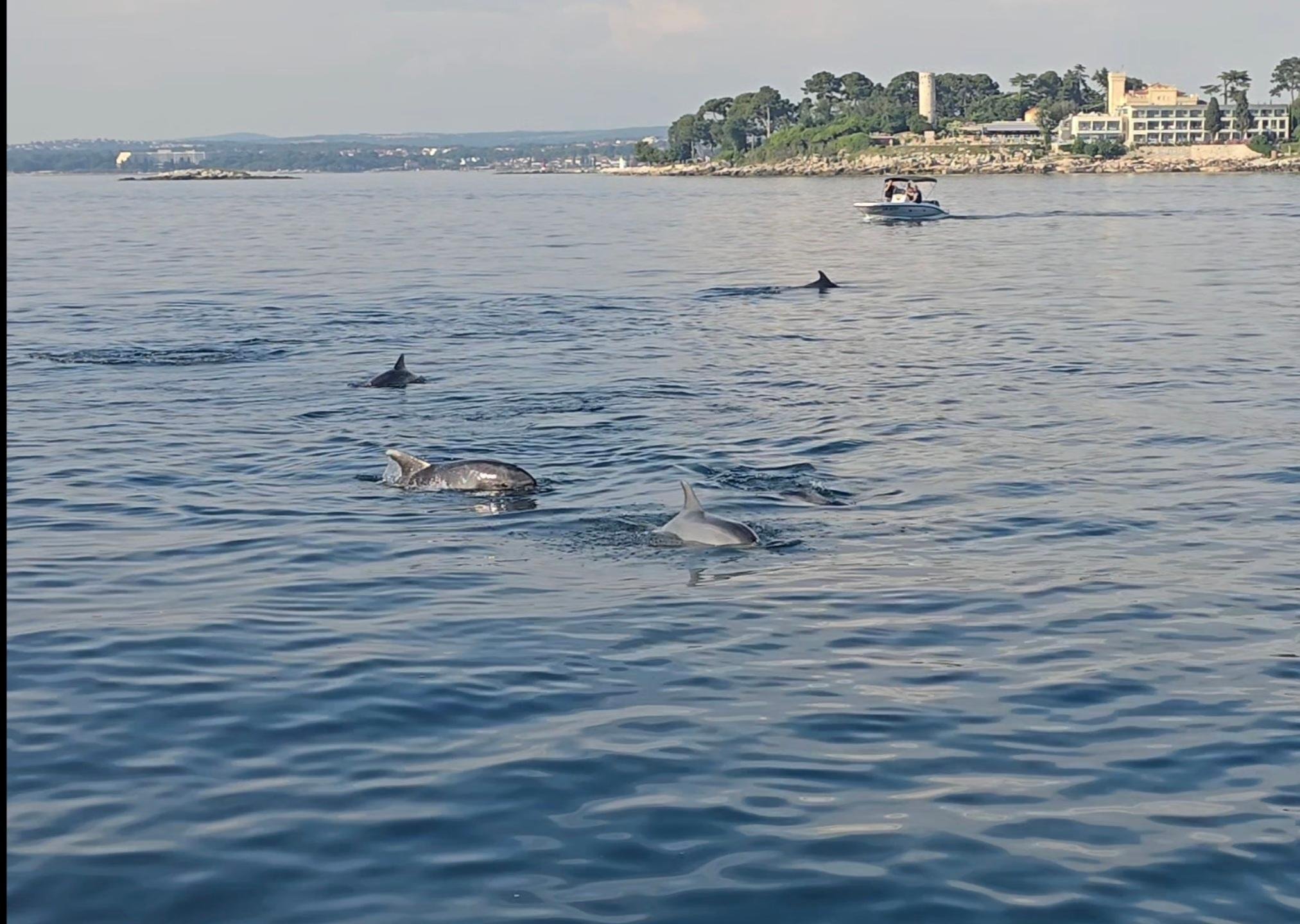 Poreč Dolphin Watching Sunset Cruise