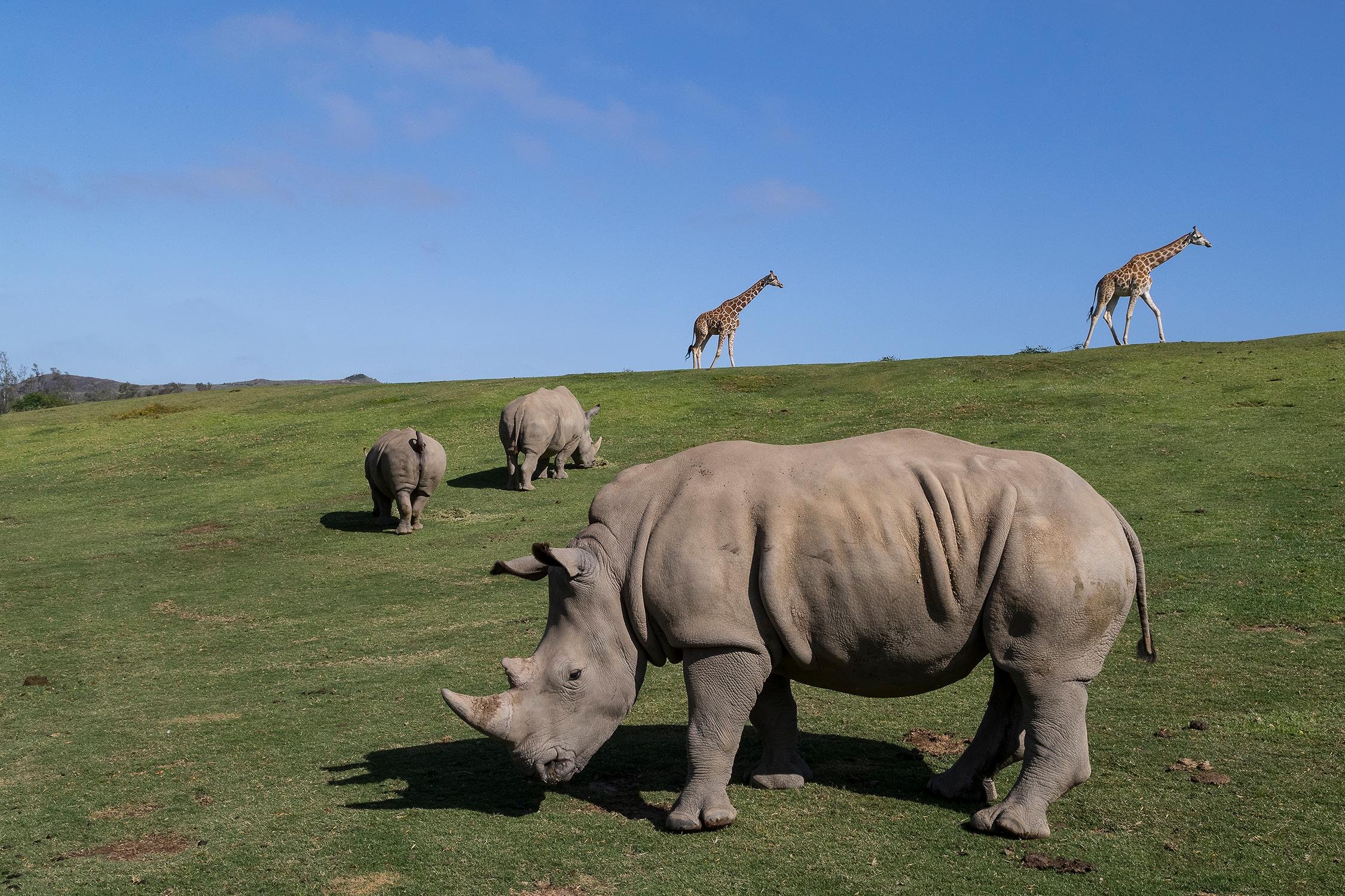 San Diego Zoo admission — animals and habitats in Balboa Park, San Diego — photo 4