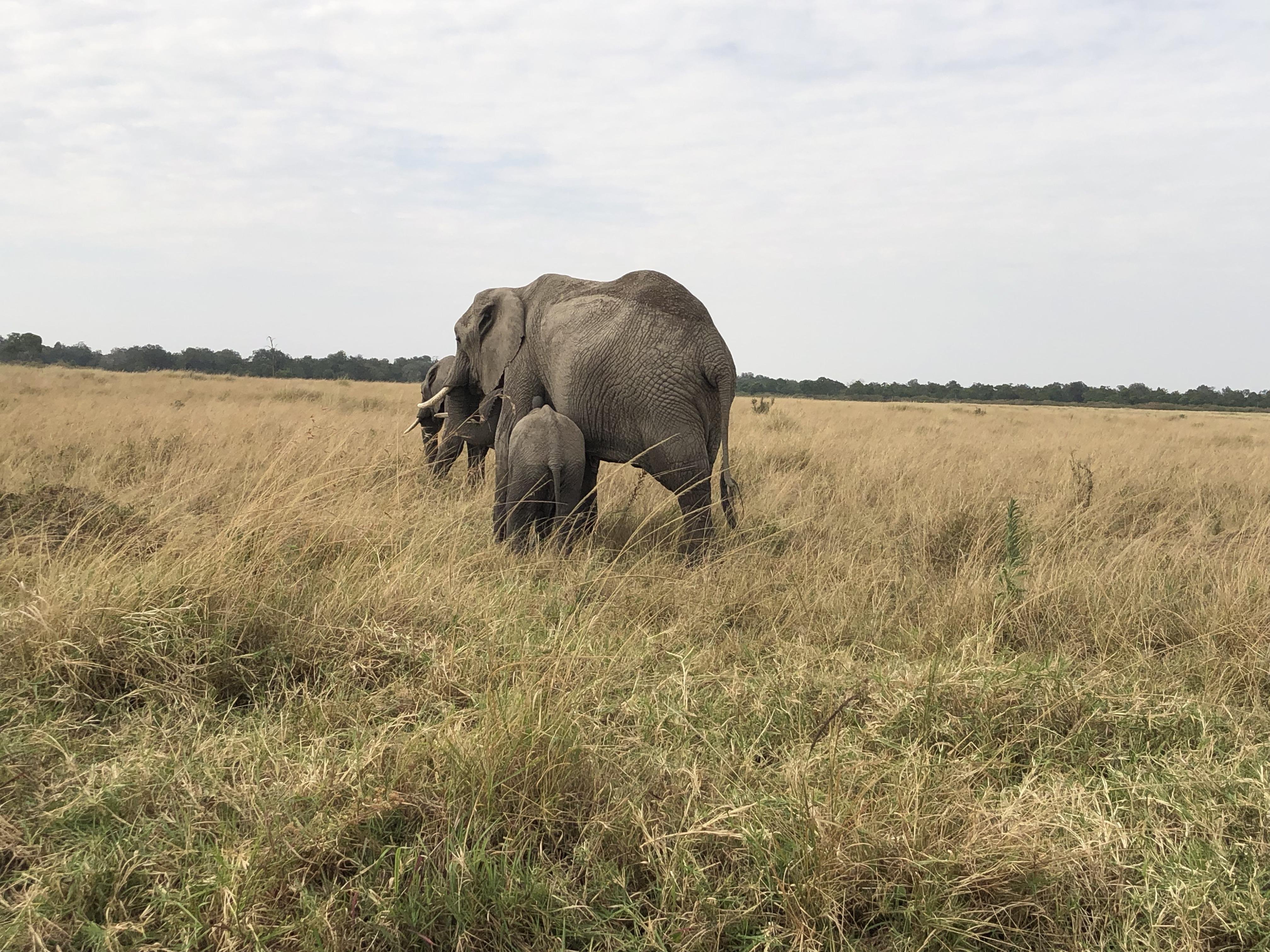 Maasai Mara Express: 1-Day Safari from Nairobi
