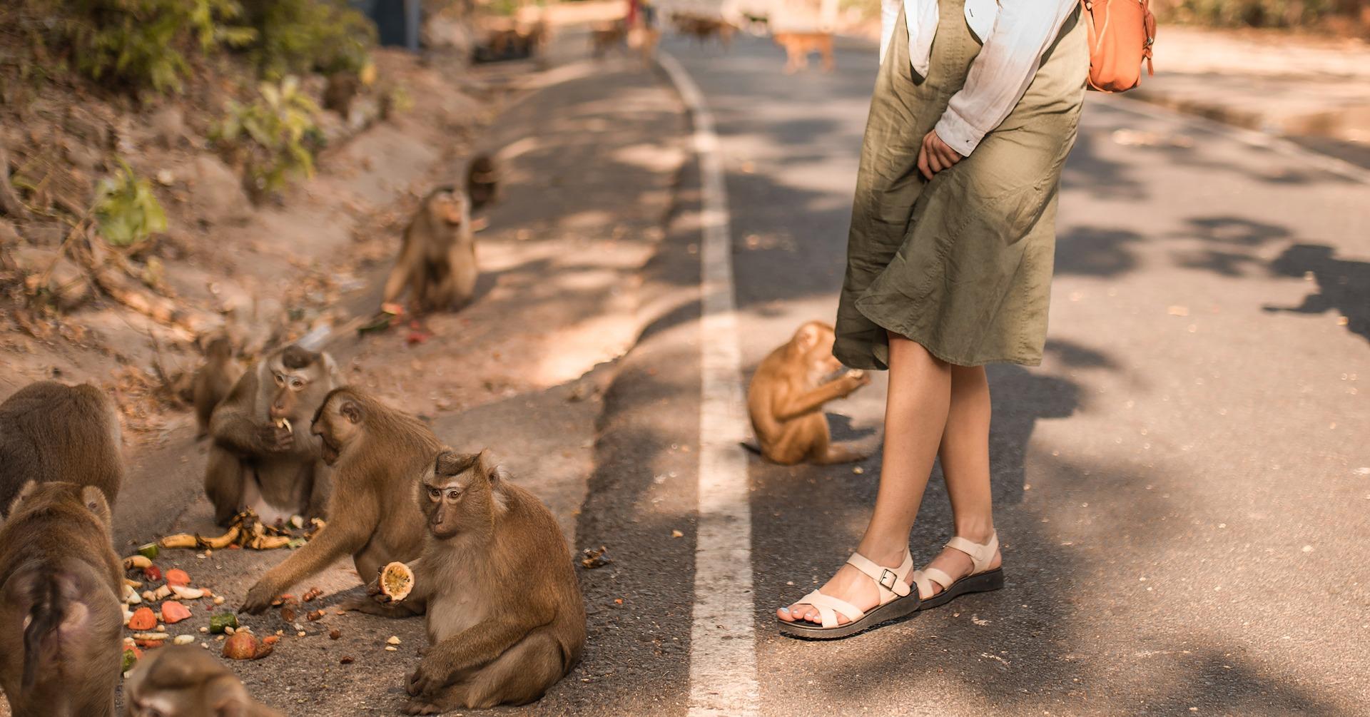 Nagano Snow Monkey & Zenkoji Temple Private Day Tour from Tokyo