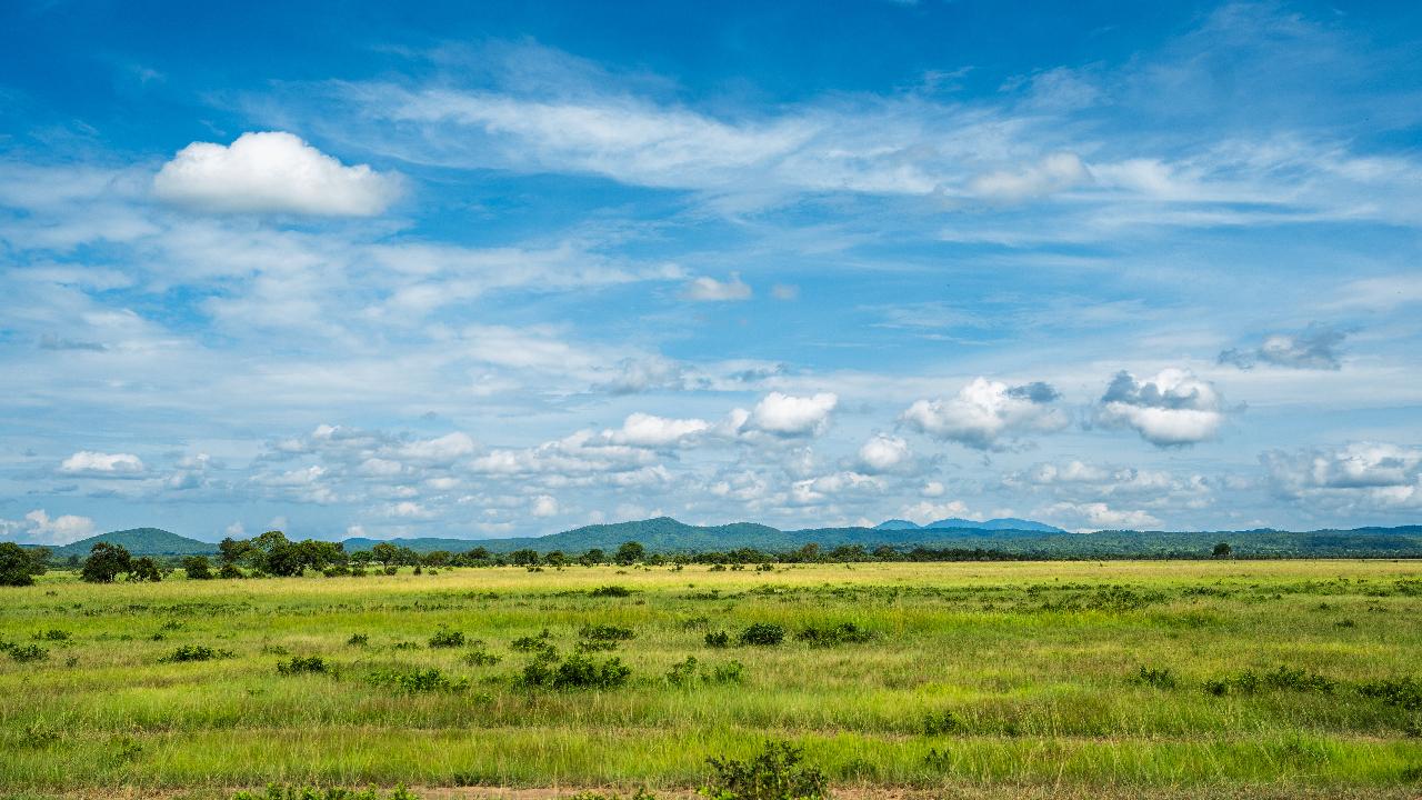 Zanzibar to Mikumi: Fly-In Safari Day Trip with Bush Lunch