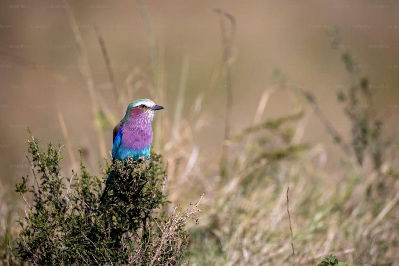 3-Day Maasai Mara Shared Jeep Safari from Nairobi