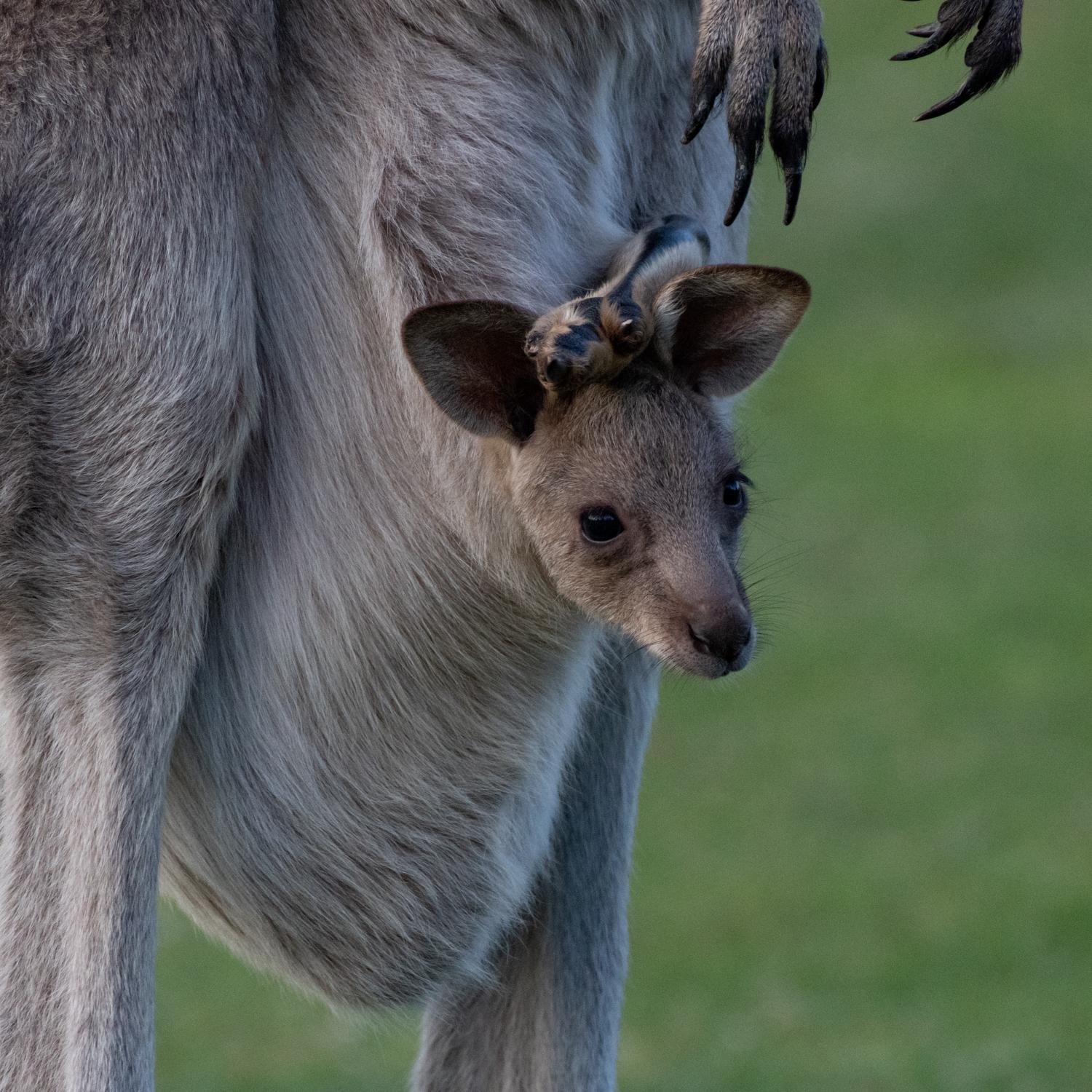 Sapphire Coast Wildlife & Nature Shore Tour from Eden