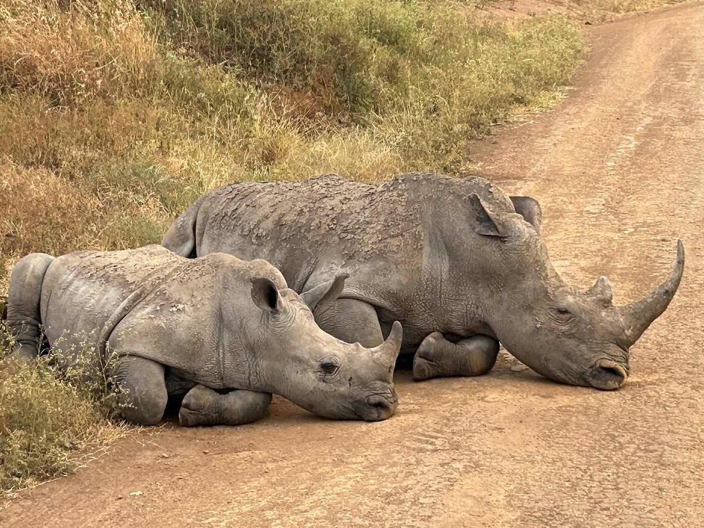 Nairobi Safari Highlights: Wildlife Parks & Elephant Sanctuary